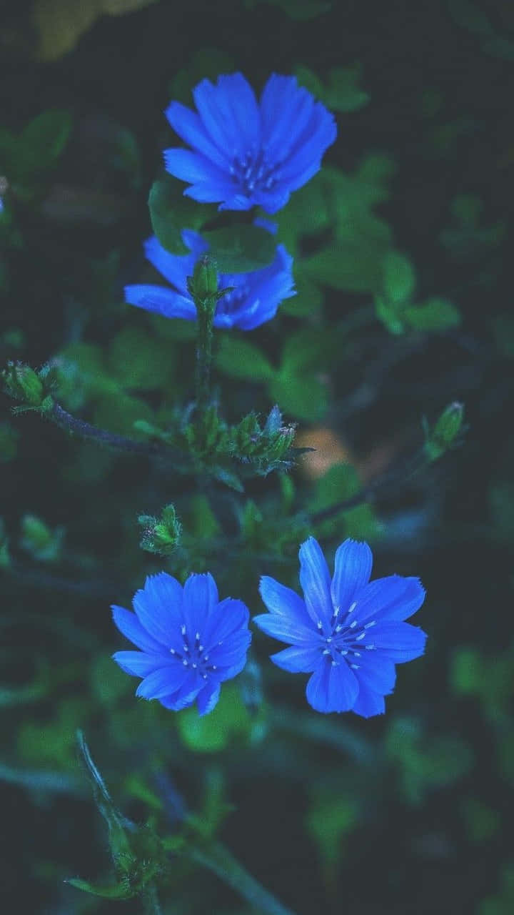 Fondode Pantalla De Flores Azules Con Pétalos Atrevidos.
