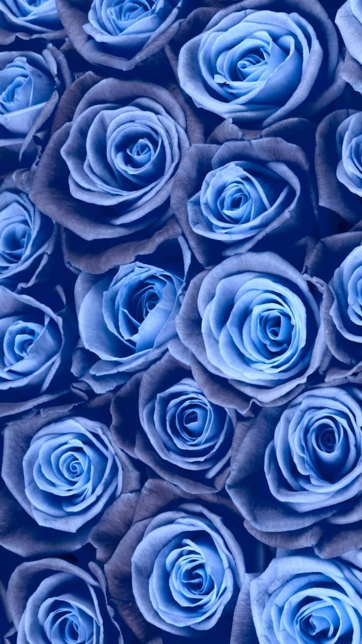 Vollerblühte Rosen Blauer Blumenhintergrund