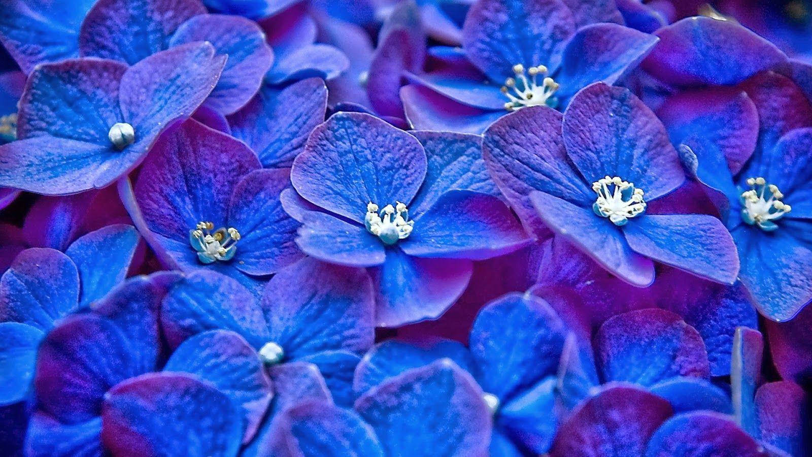 Blue Flower Background French Hydrangeas Wallpaper