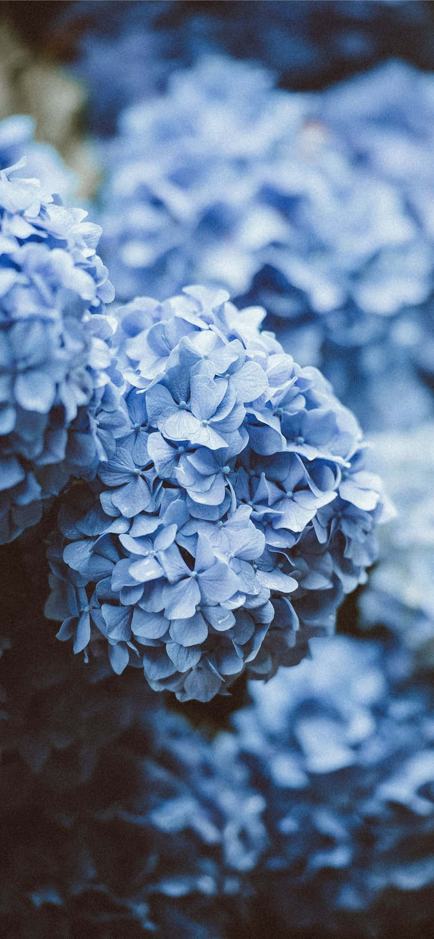 Bush Of Hortensia Blue Flowers Background