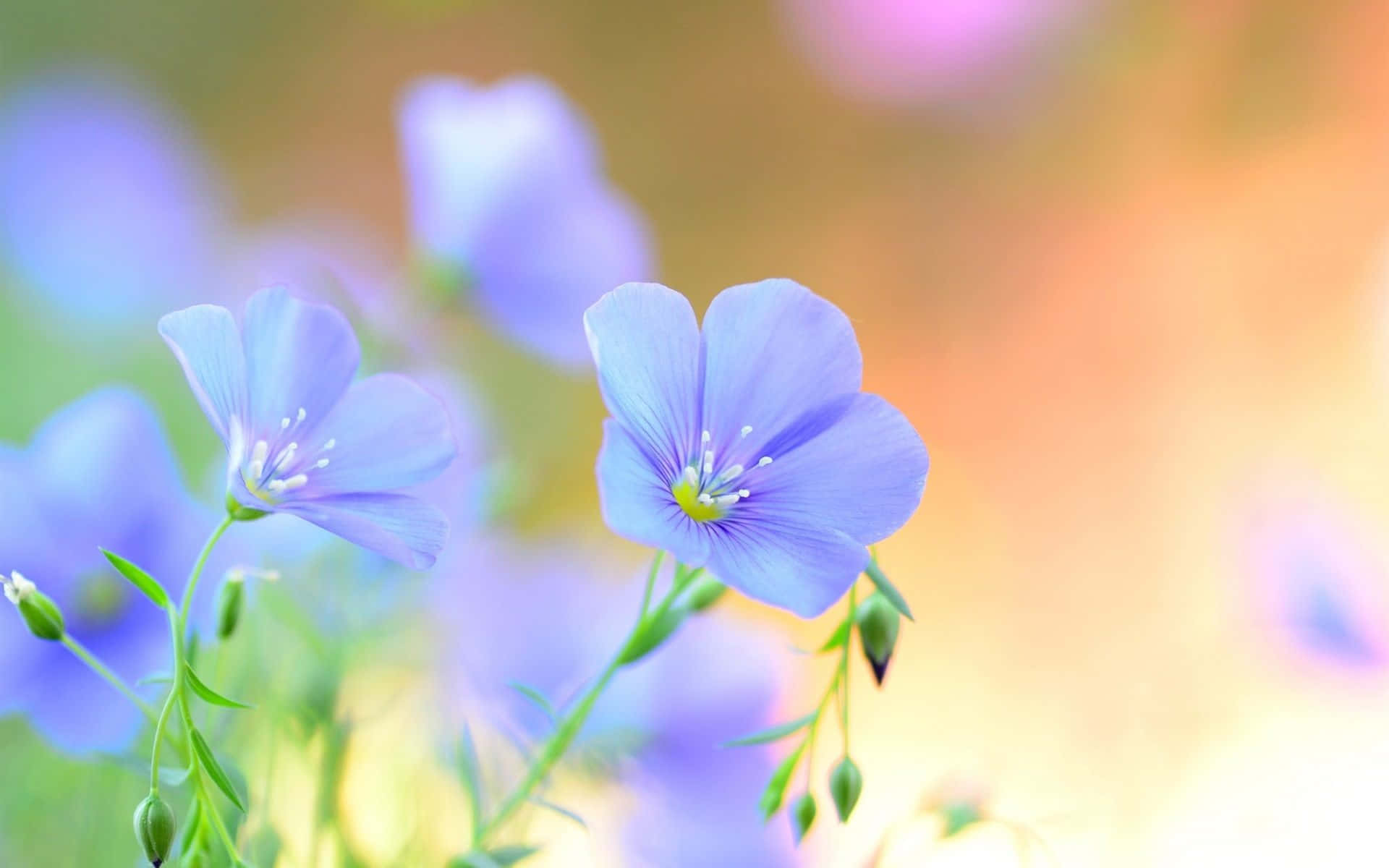 Knospenund Leinblumen Hintergrund In Blautönen.