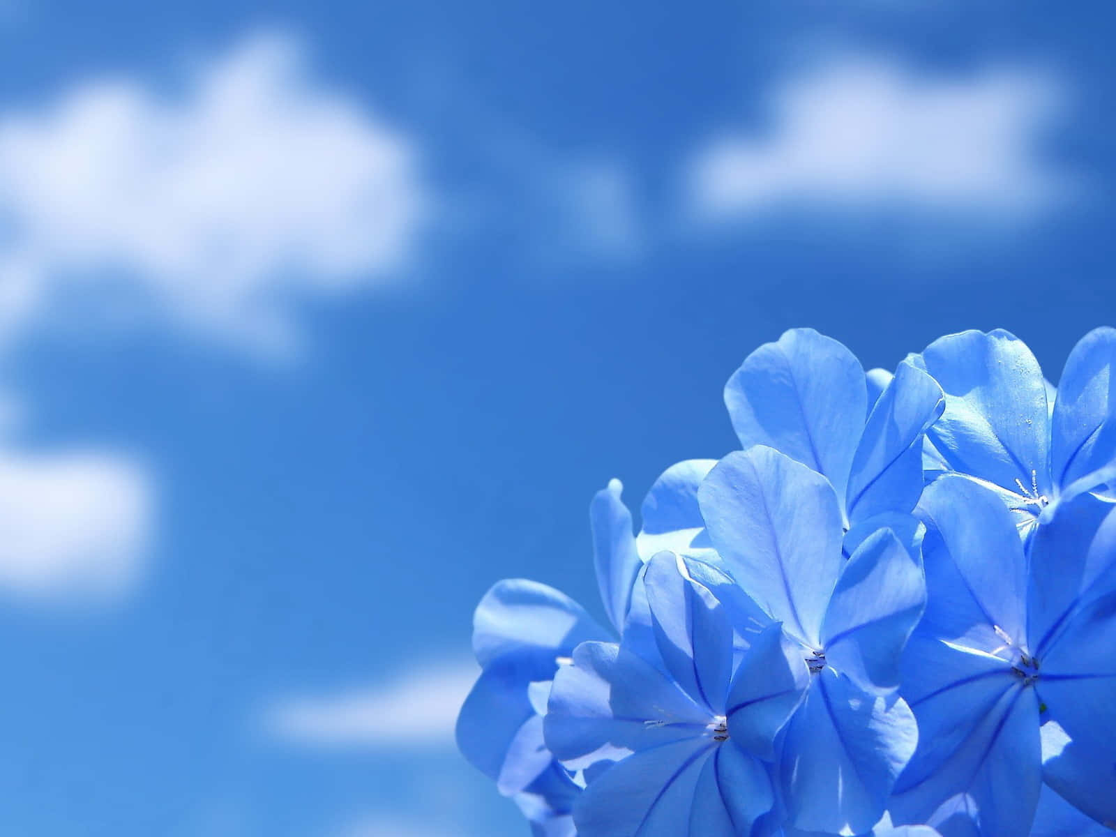 Fondode Flores Azules Sobre Los Cielos.