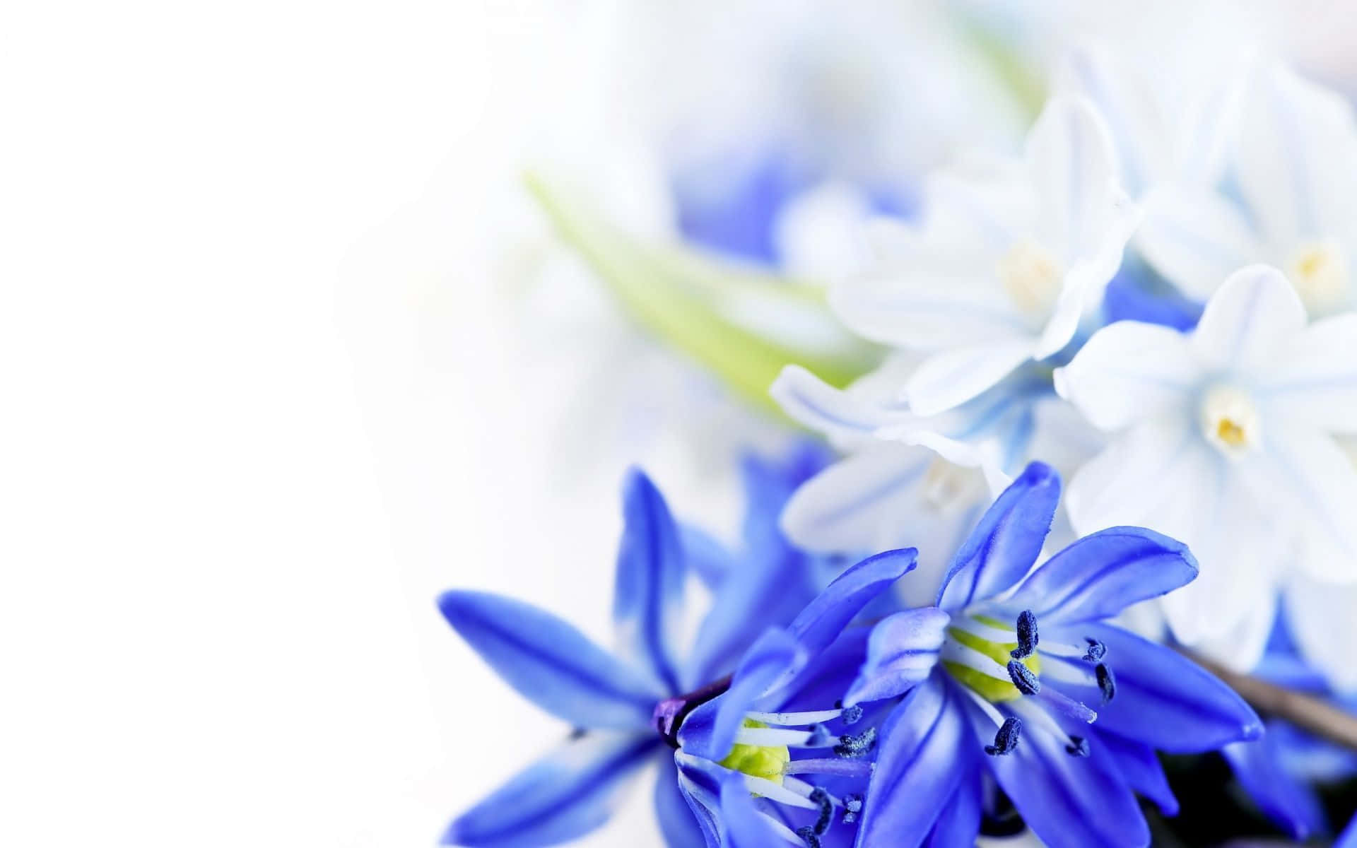 Fondode Pantalla Con Flores Blancas Y Azules.