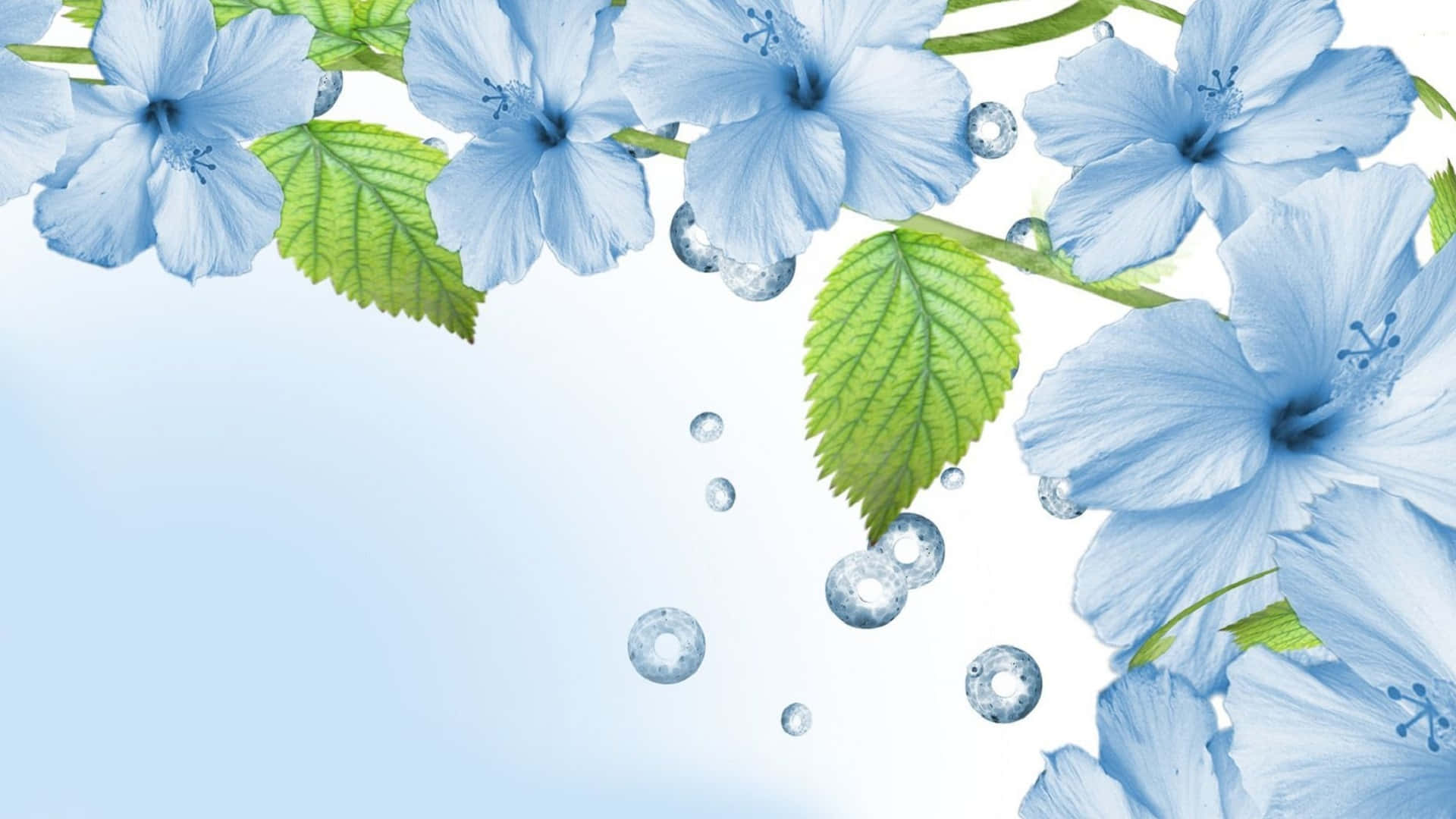 Fondode Pantalla Con Flores De Hibisco En Tonos Azules Claros.