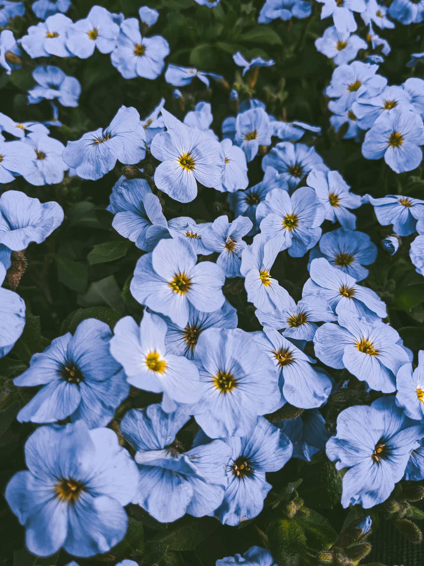 Baggrund af årligt blå blomstermark.