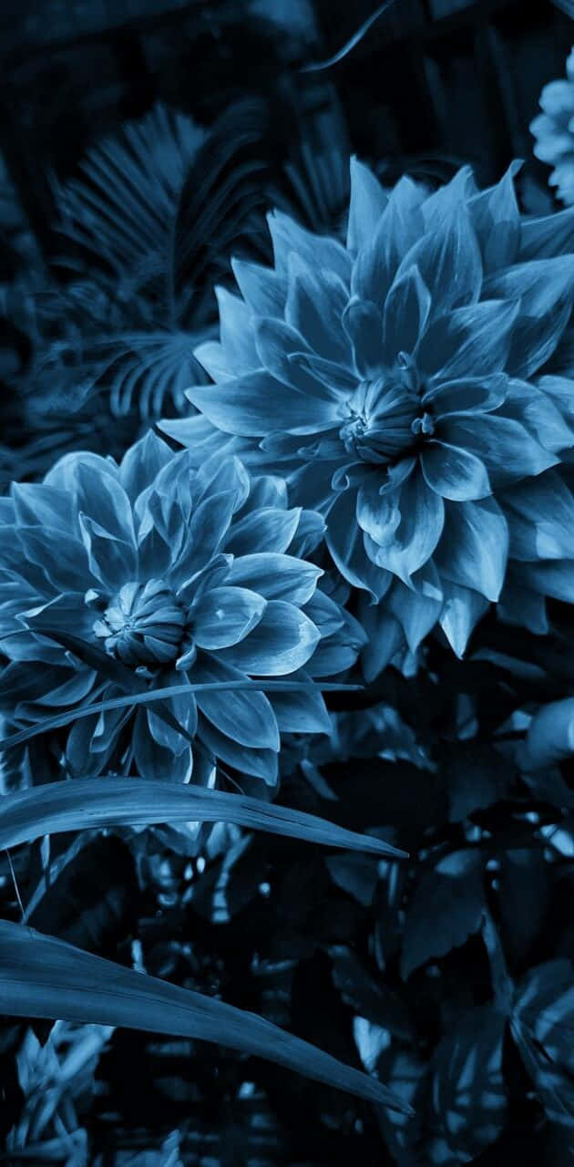 Fondode Pantalla De Flores Azules Dahlia Oscuro