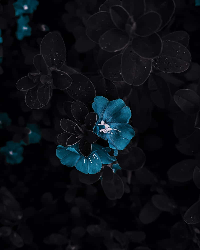 Blue Flower Black Background Aesthetic Wallpaper