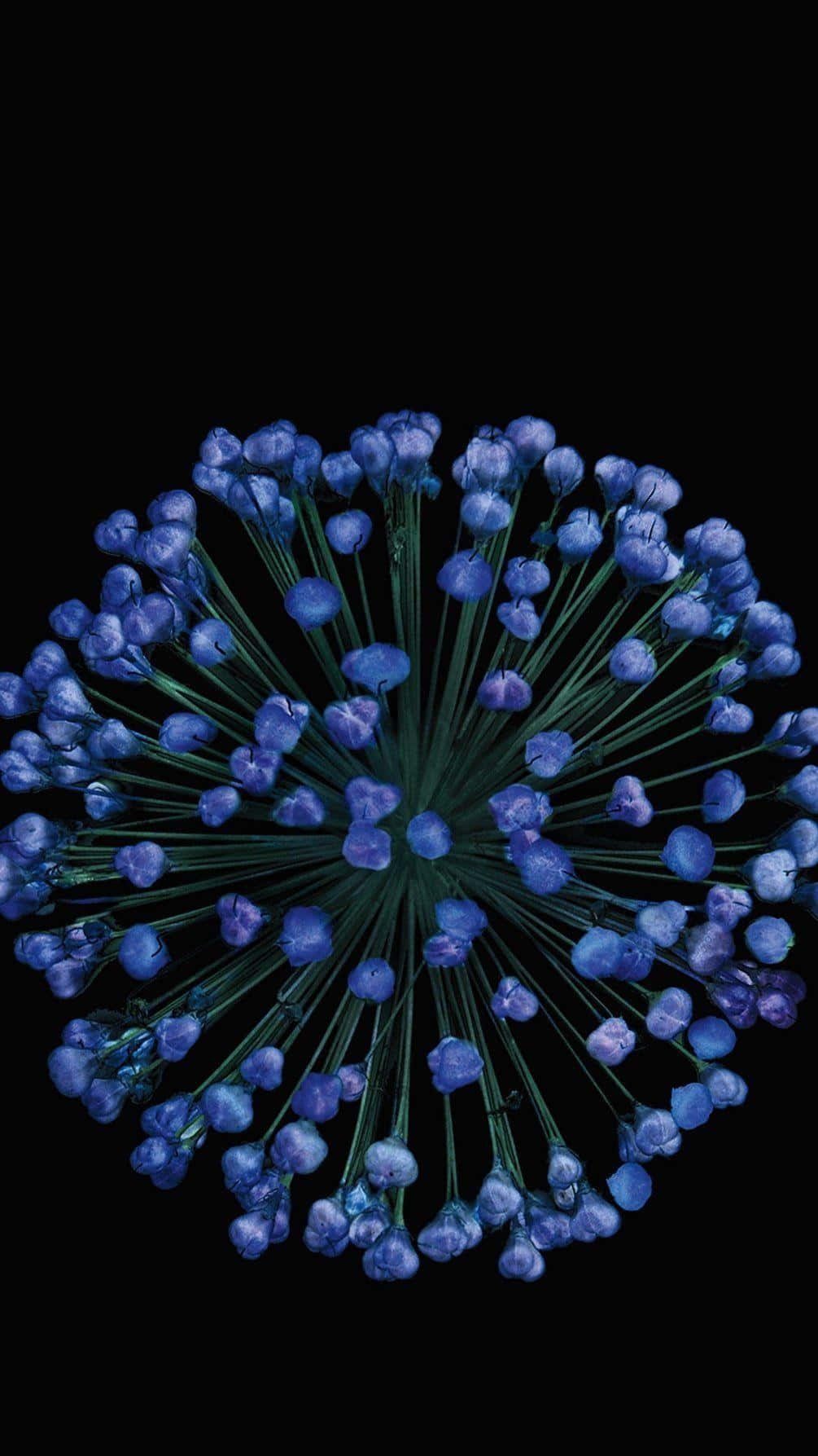 Blue Flower Burston Black Background Wallpaper