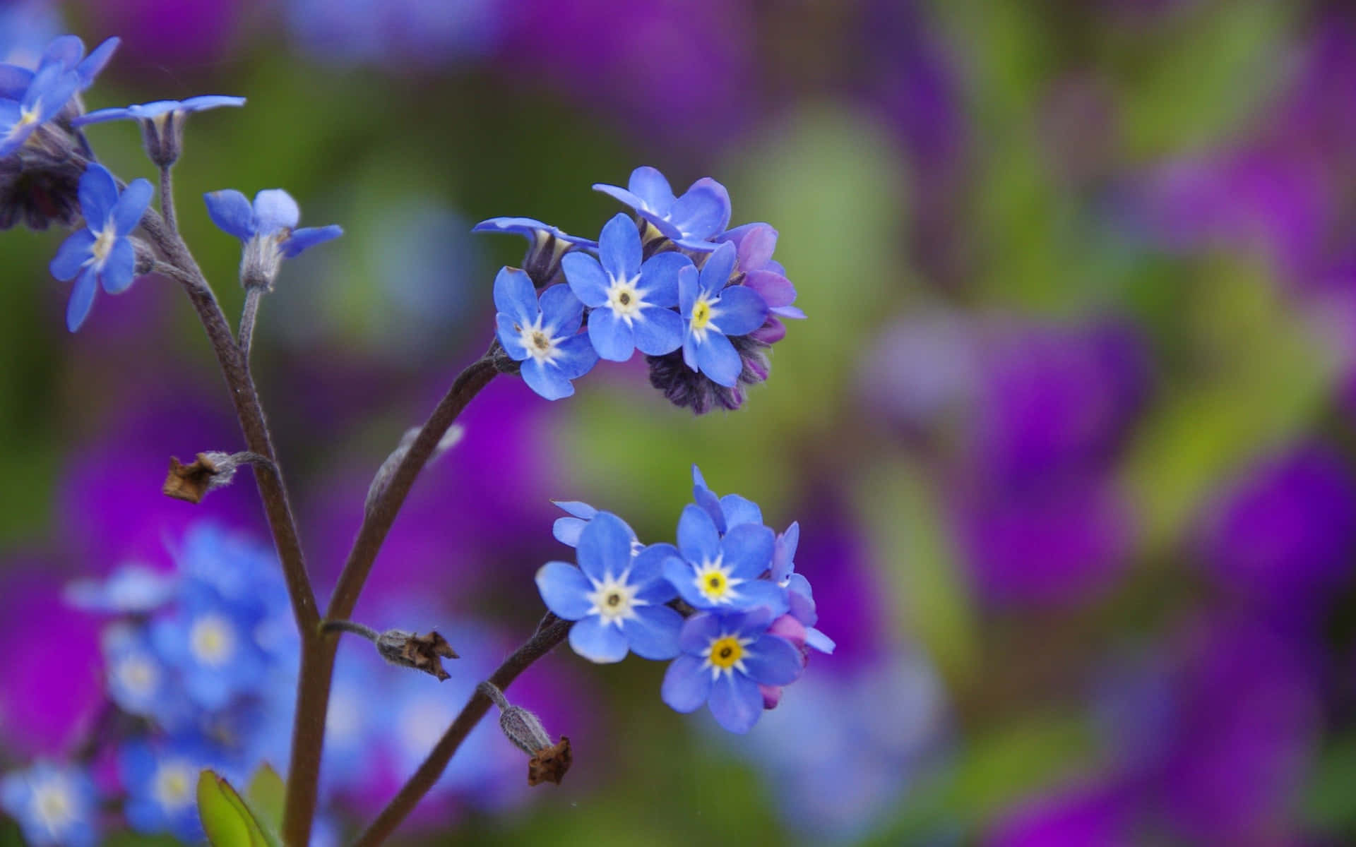 Fondode Escritorio Con Flores Azules Brillantes Fondo de pantalla