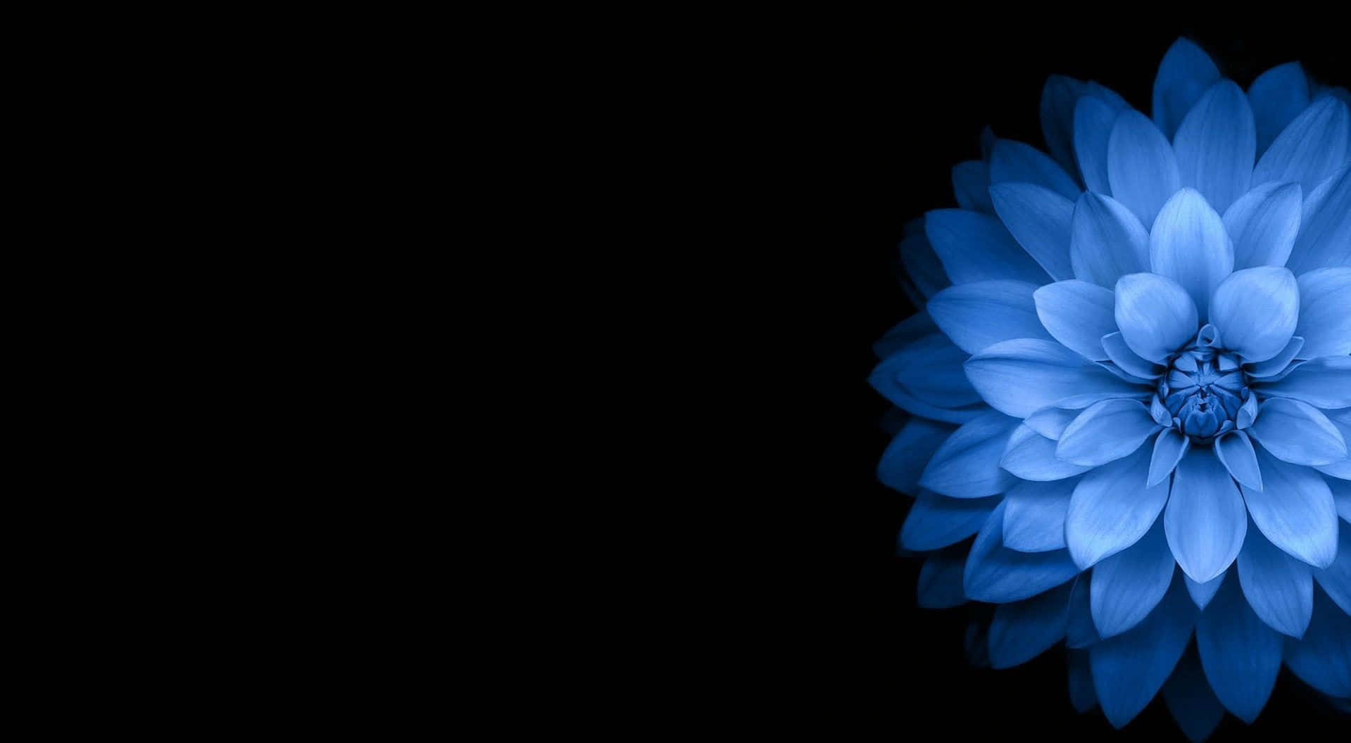 Eineblaue Blume Auf Schwarzem Hintergrund Wallpaper