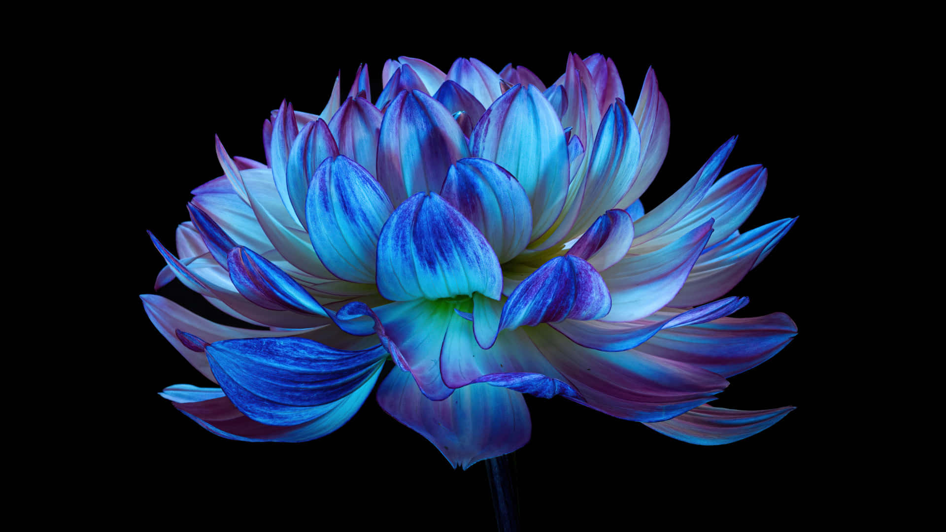 Blue Flower In The Dark Desktop Wallpaper