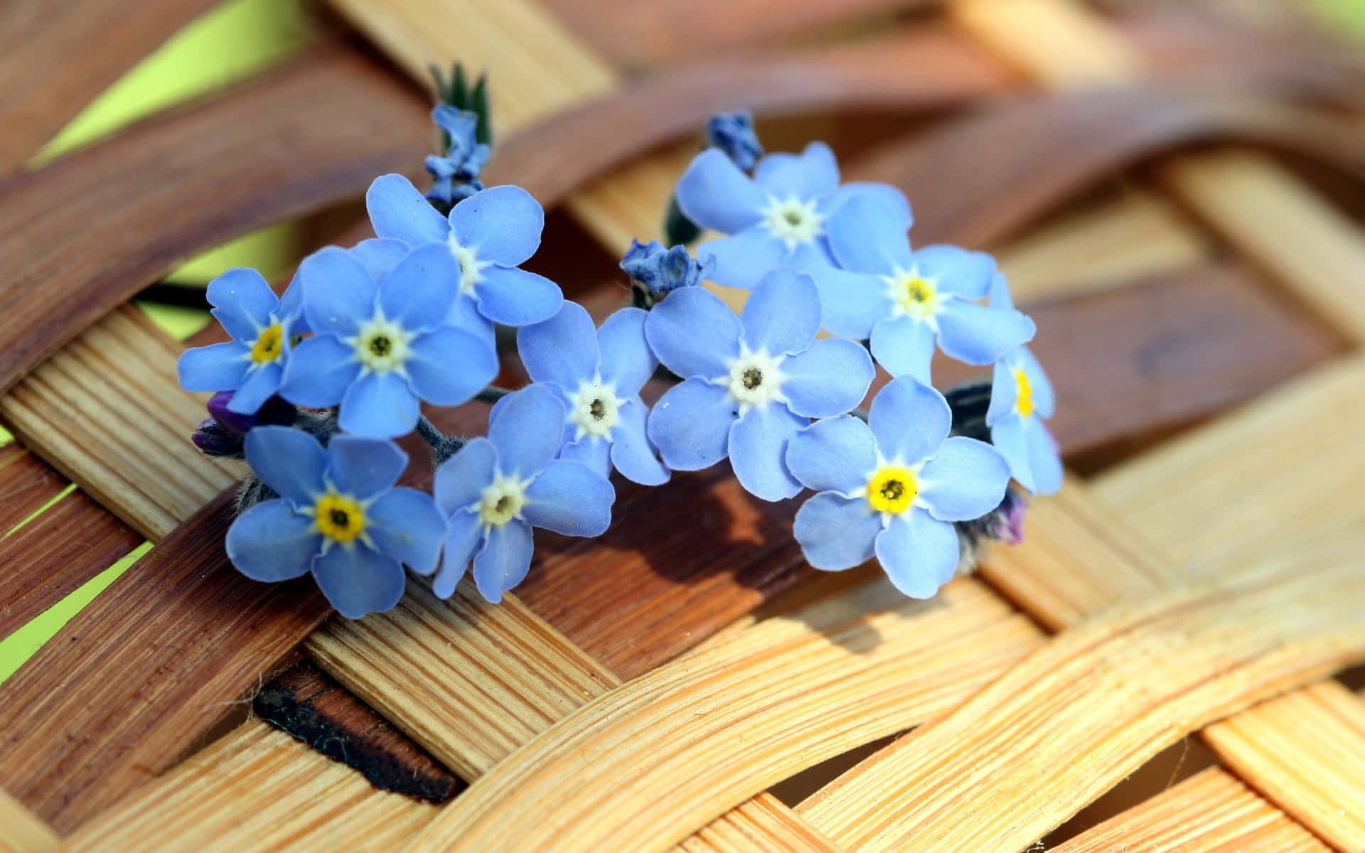 A single blue flower on a sunny desktop Wallpaper