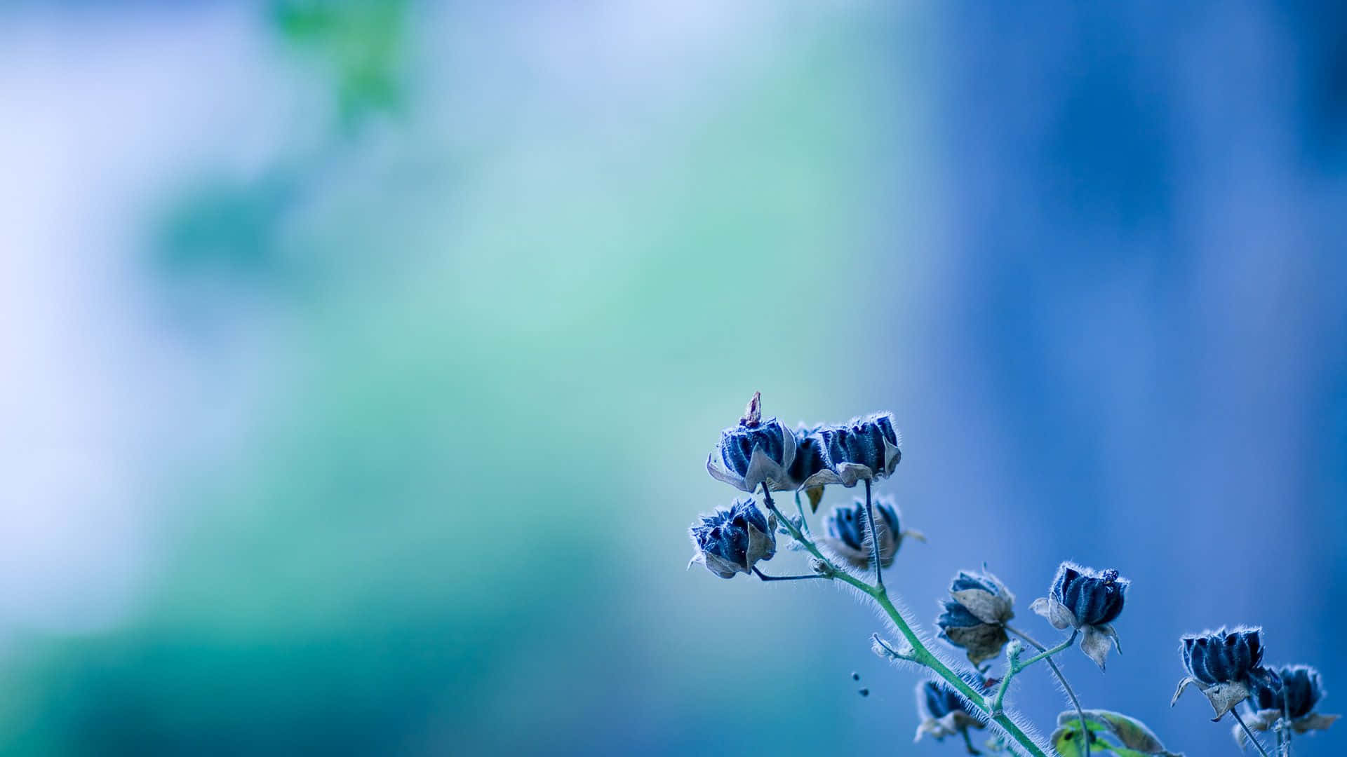 Eineblume In Blautönen Und Schönheit Auf Dem Desktop Wallpaper