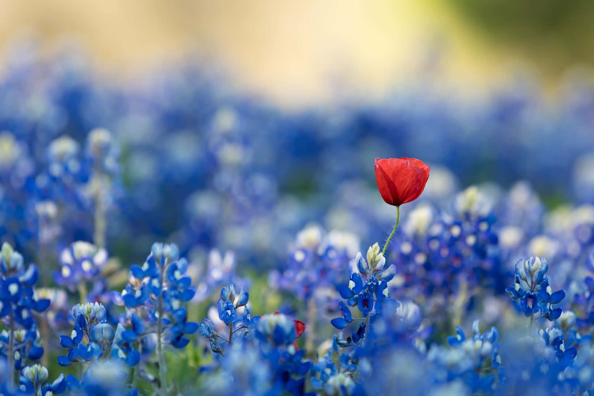 En rød blomst står alene i en mark af blåklokker Wallpaper