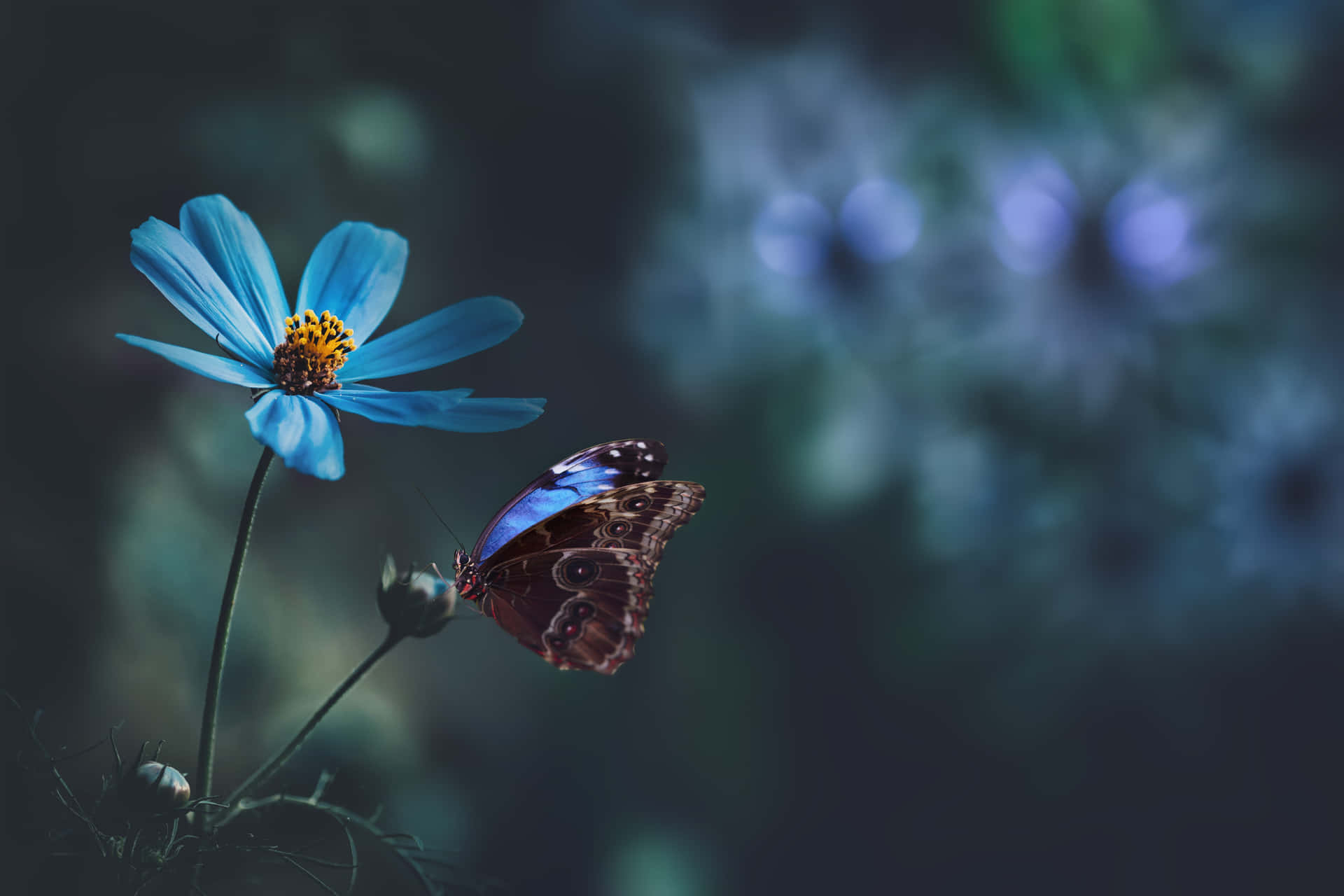 Eineleuchtend Helle, Lebendige Blaue Blume Mit Einem Dezenten Grünen Hintergrund. Wallpaper
