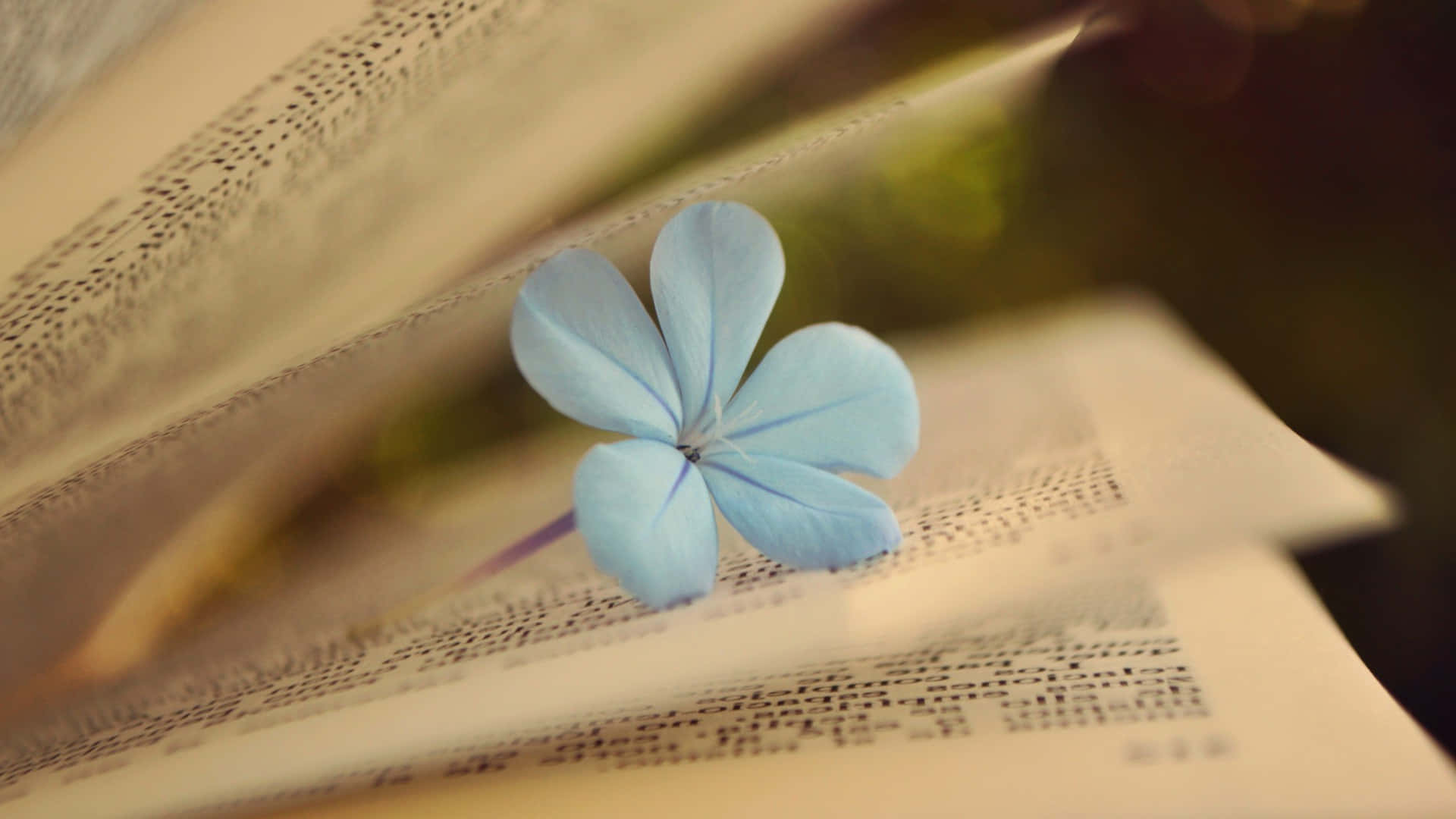 Einewunderschöne Blaue Blume Auf Einer Reinweißen Leinwand Wallpaper