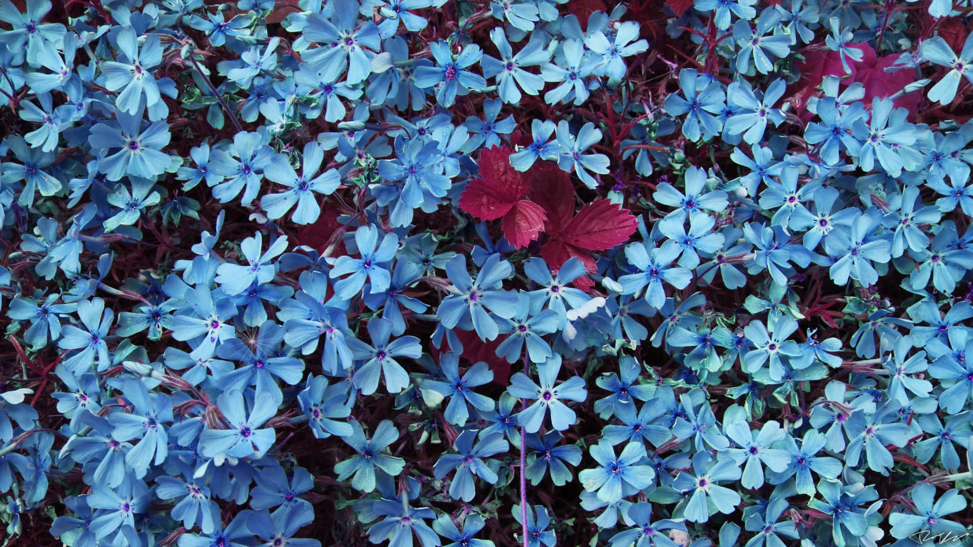 Unhermoso Primer Plano De Flores Azules Sobre Un Fondo Verde. Fondo de pantalla