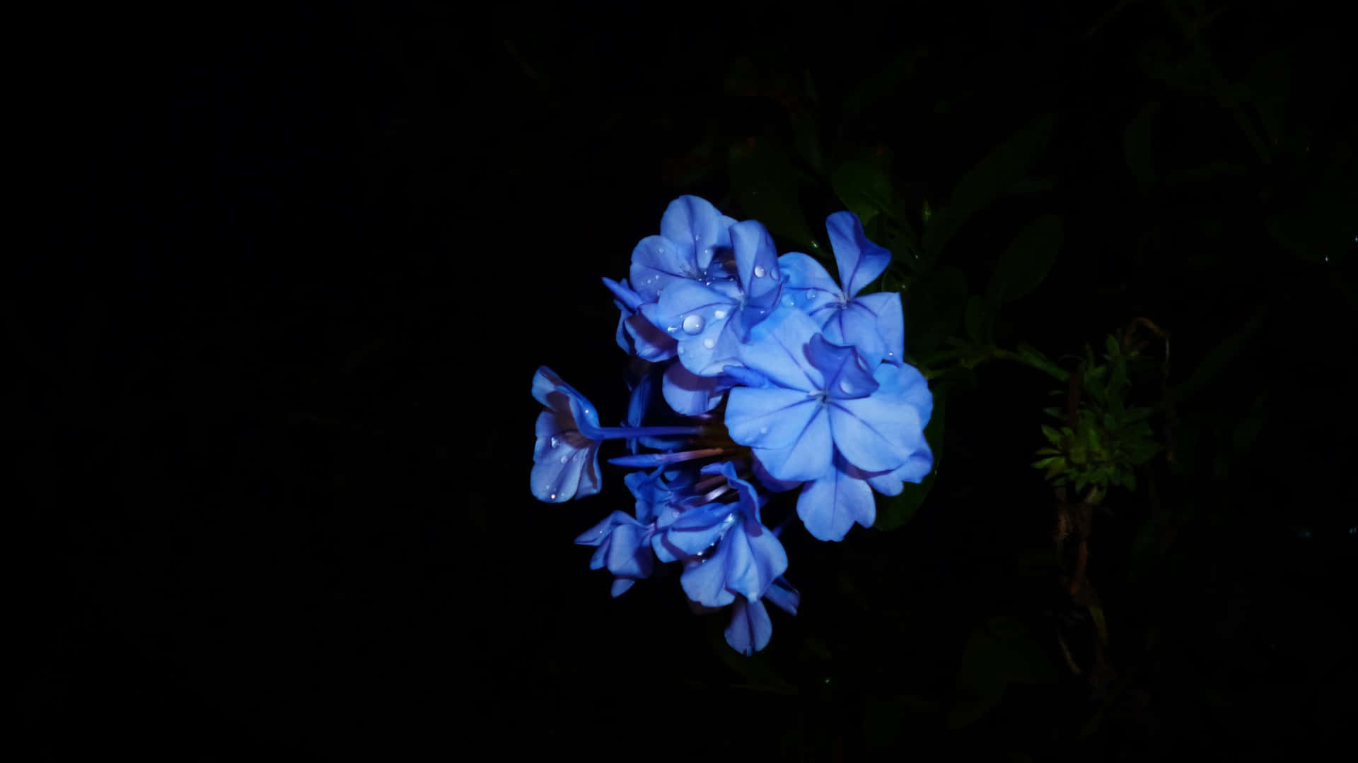 blue flowers black background