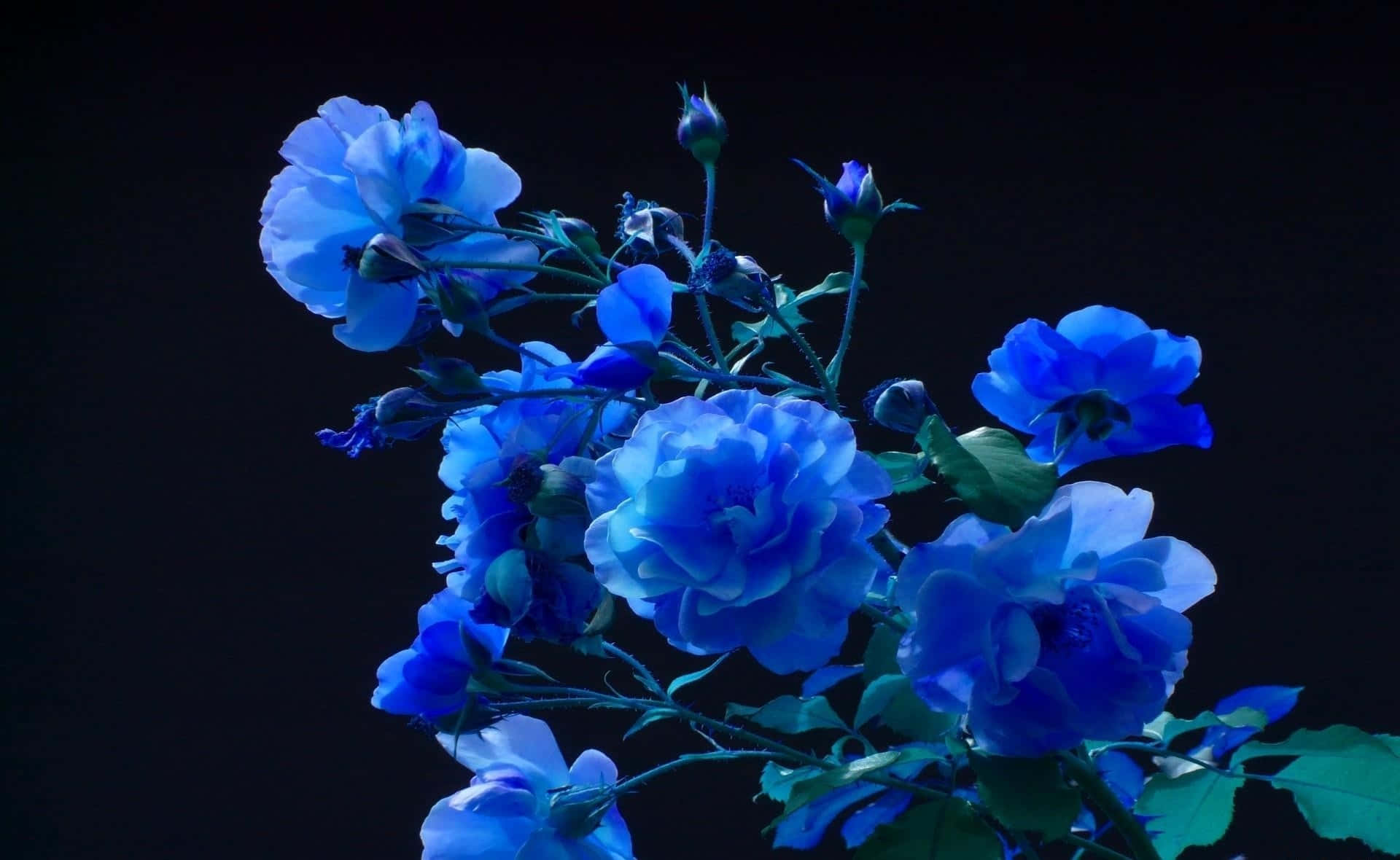 Einschöner Blauer Blumen-desktop-hintergrund. Wallpaper