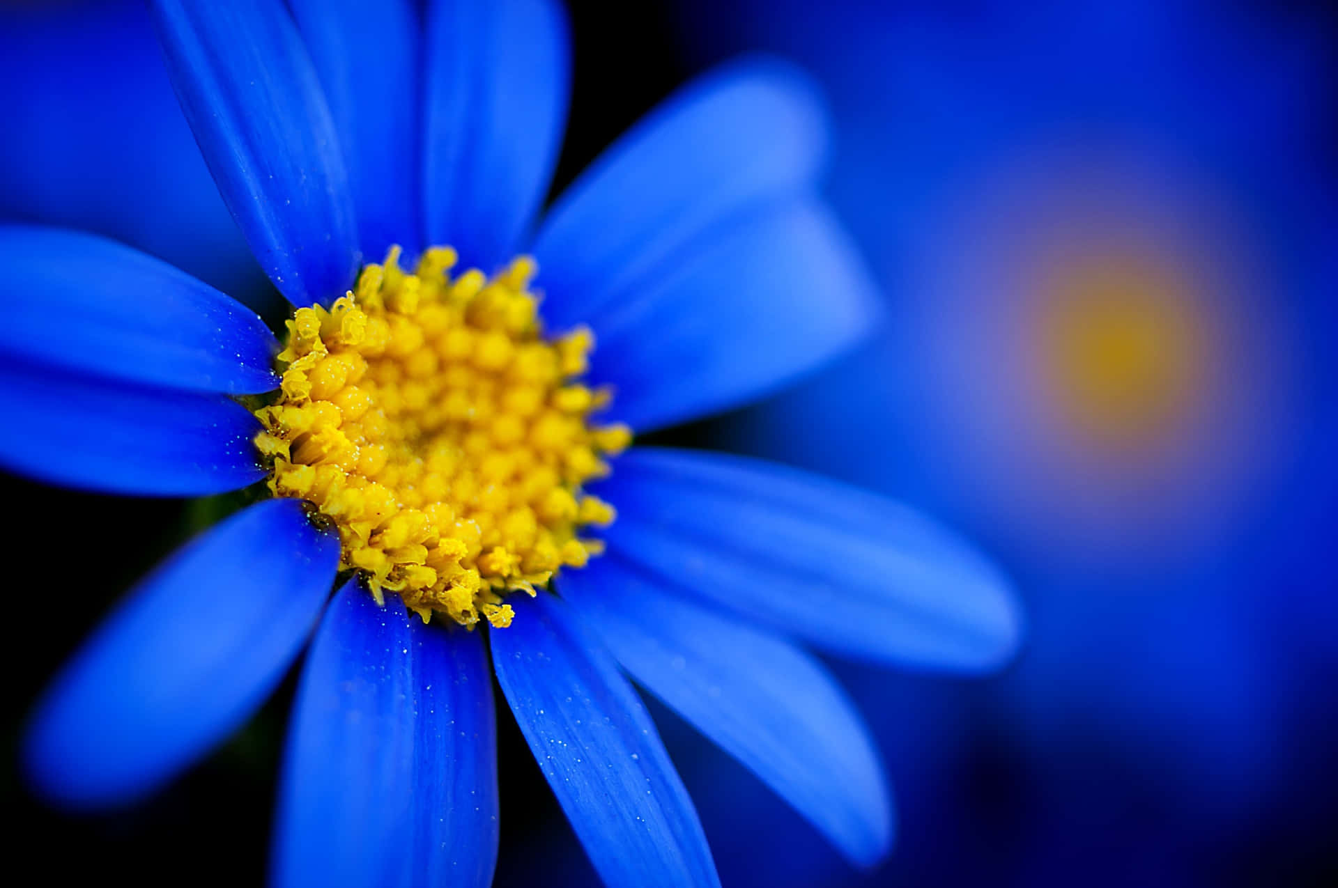A Blue Flower With Yellow Center In The Background Wallpaper