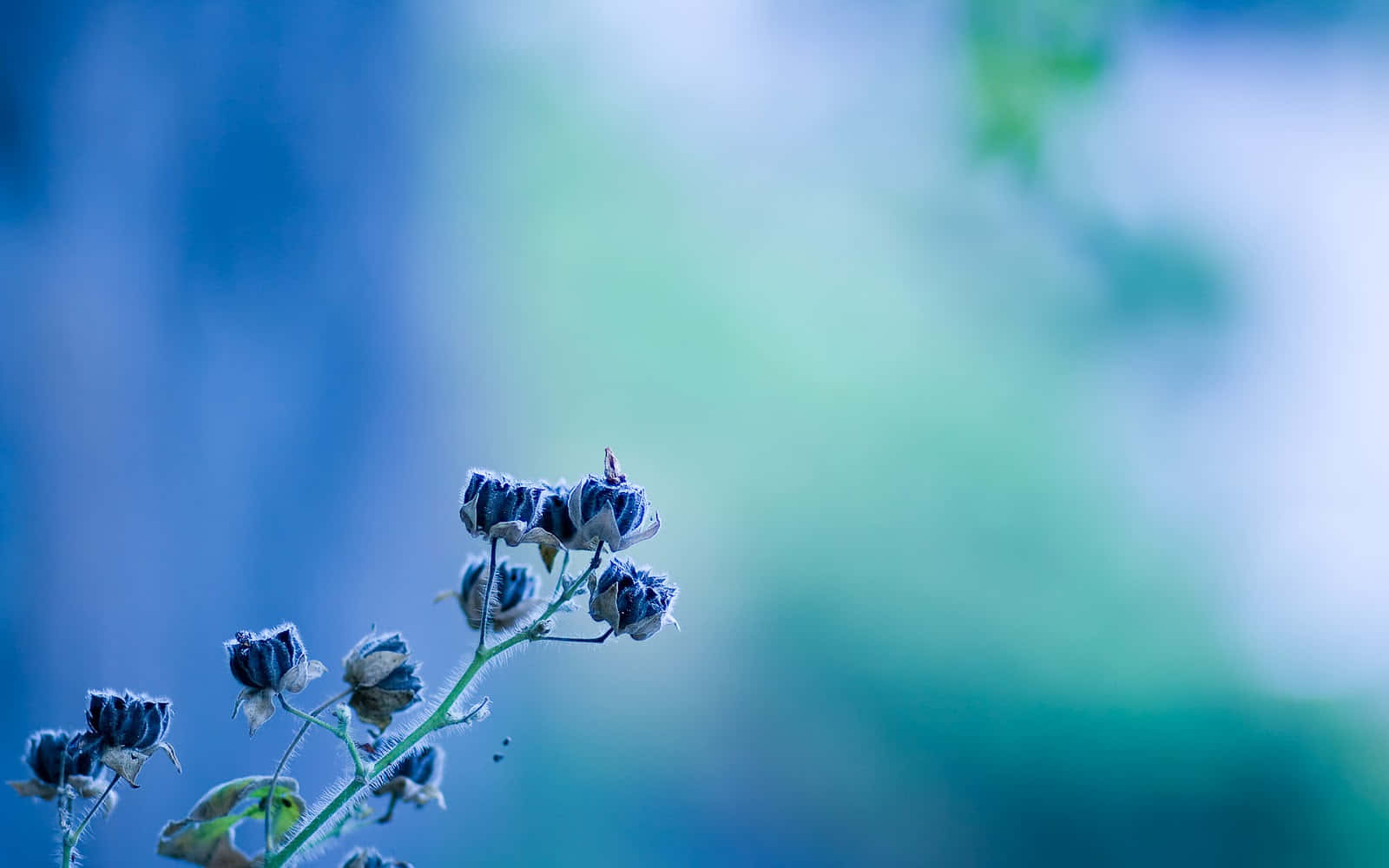 “Beautiful Blue Flowers on a Desktop Background” Wallpaper
