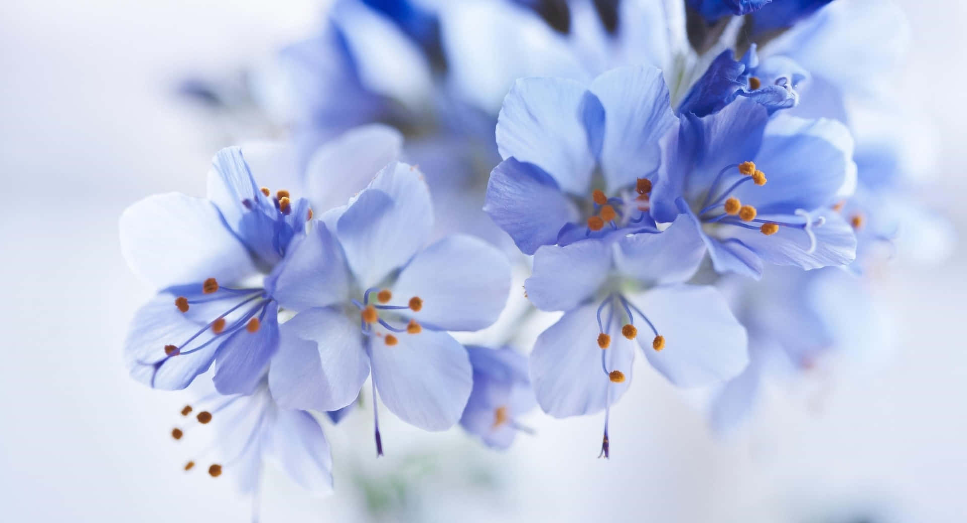 Beautiful Blue Flower Wallpaper
