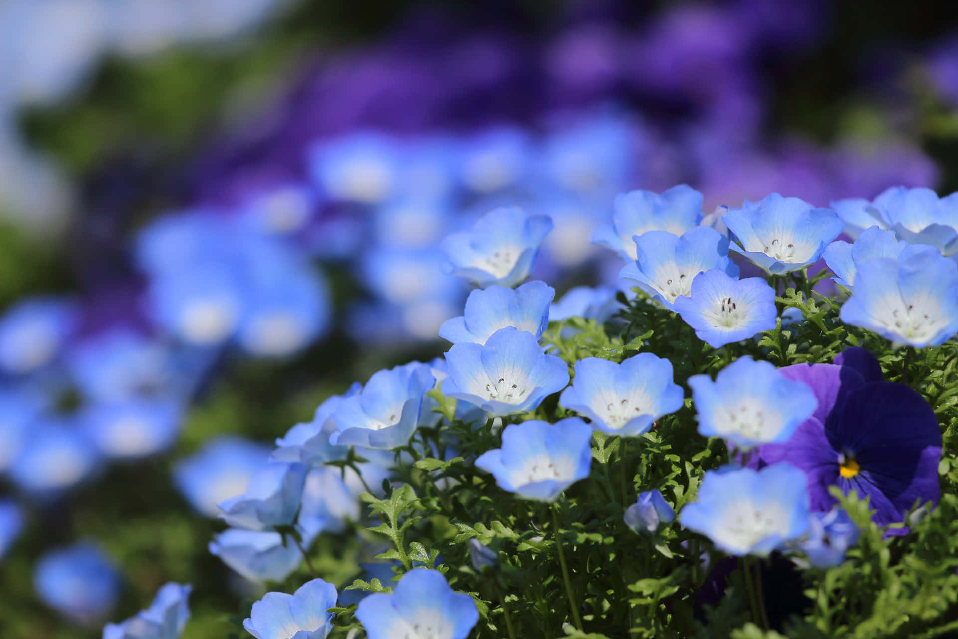 A beautiful blue flower on a desktop background. Wallpaper