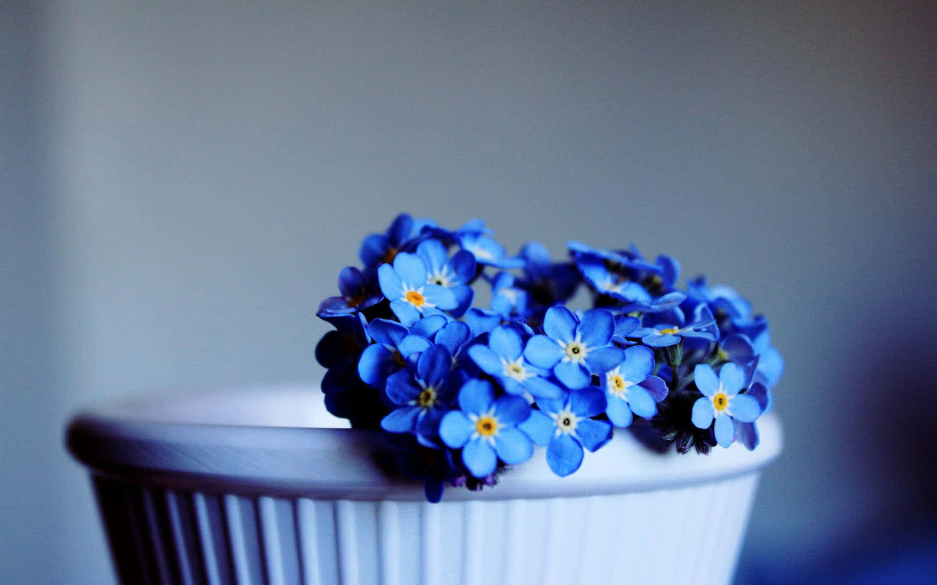 Blue Daisy Flowers Against an Empty Desktop Wallpaper