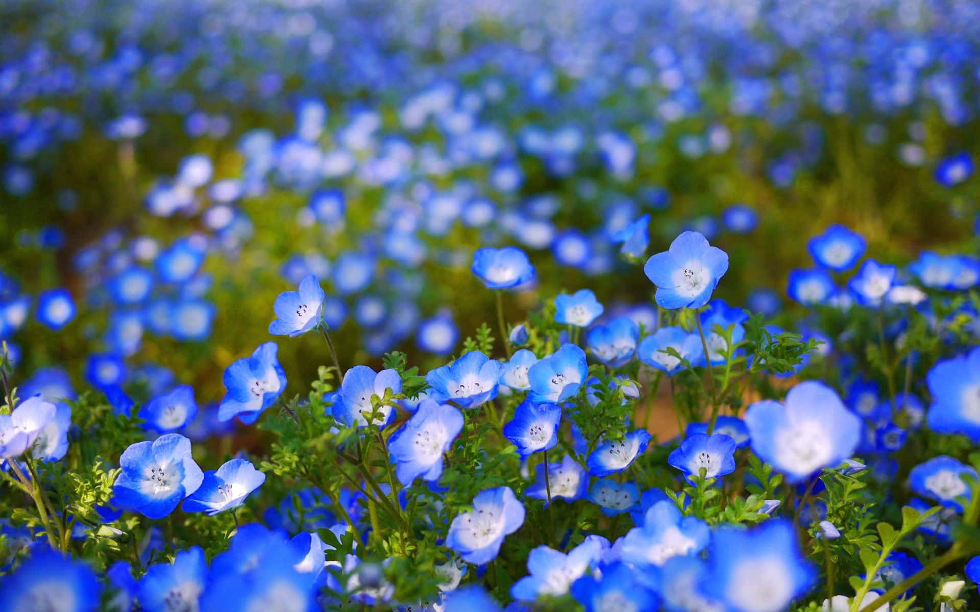 Eineleuchtend Blaue Blume Mit Filigraner Schönheit Wallpaper