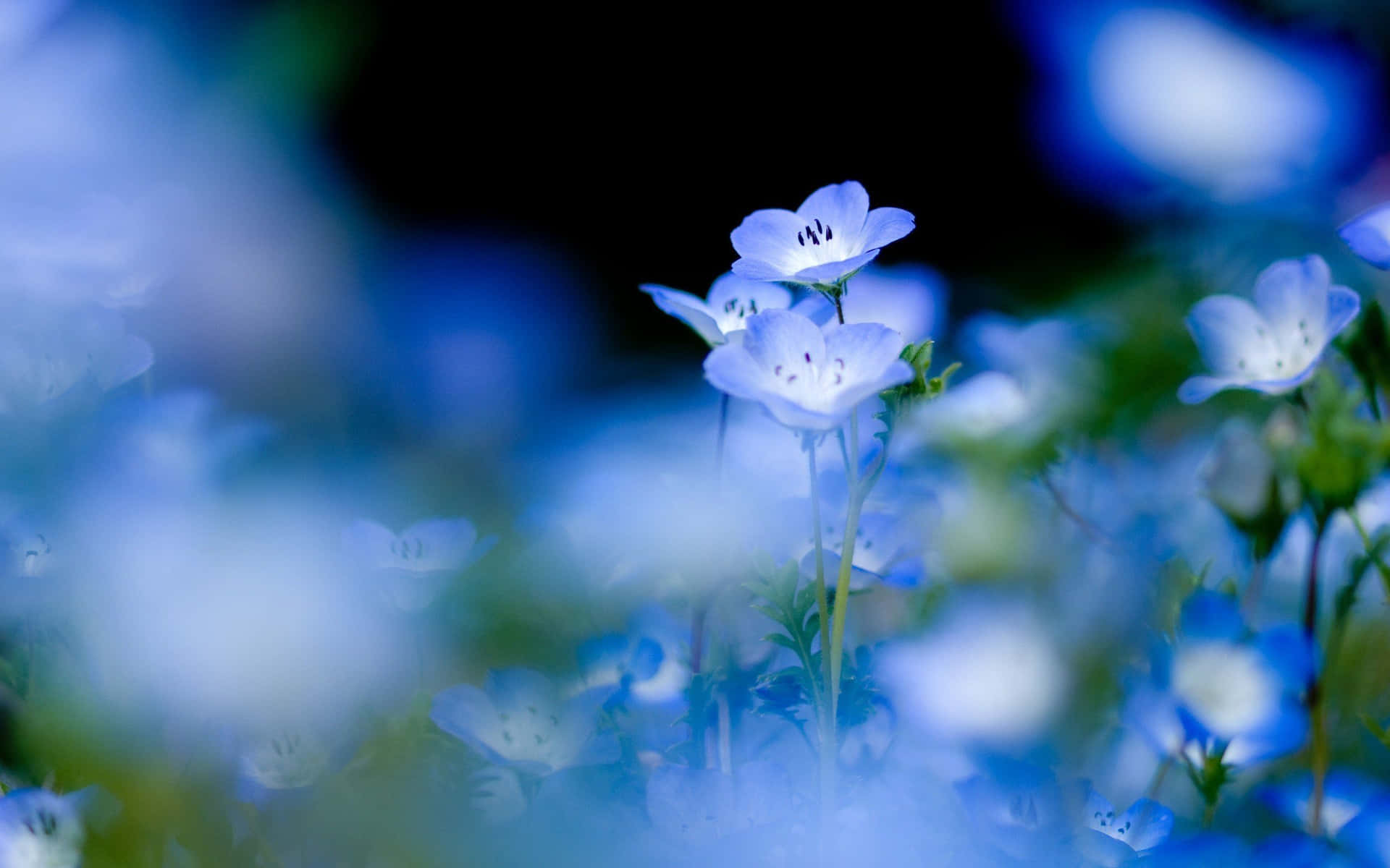 Blue Flowers In The Field With Dark Background Wallpaper