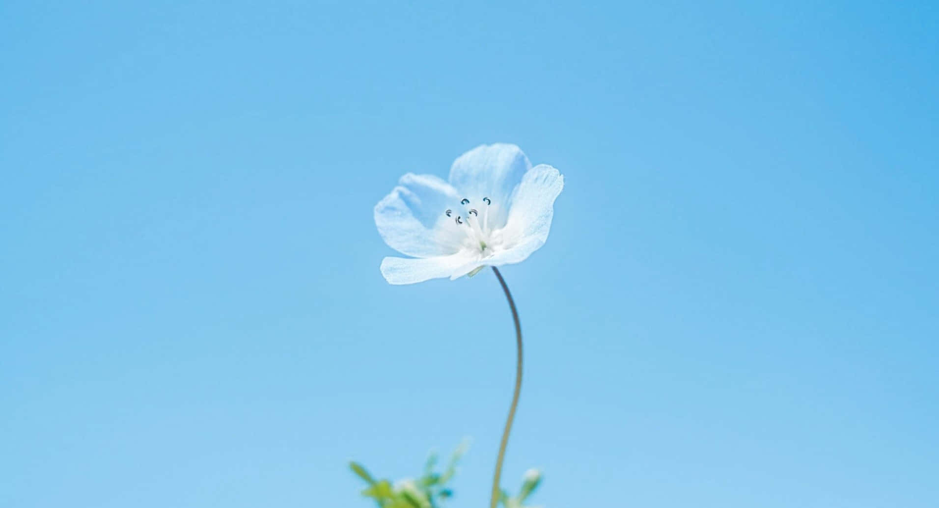 Beautiful Blue Flower on a Desktop Wallpaper