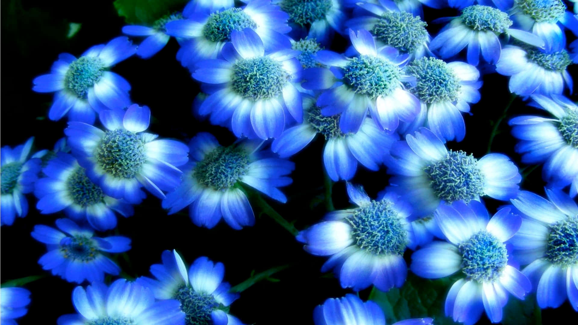 Blaueund Weiße Blumen Für Den Desktop Wallpaper