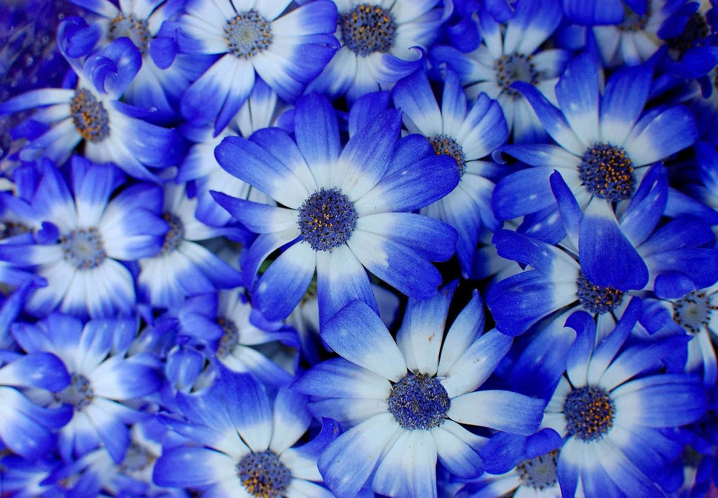 En livlig blå blomster tegning på en grå skrivebords baggrund. Wallpaper