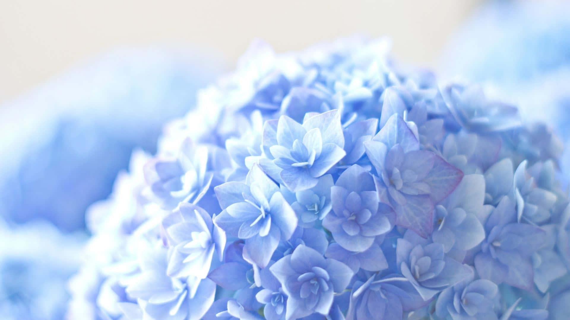 Blåablommor Skrivbord Fransk Hortensia Wallpaper