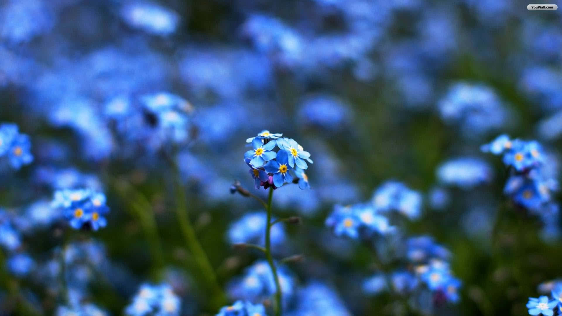 "Beautiful Blue Flower on Desktop Background" Wallpaper