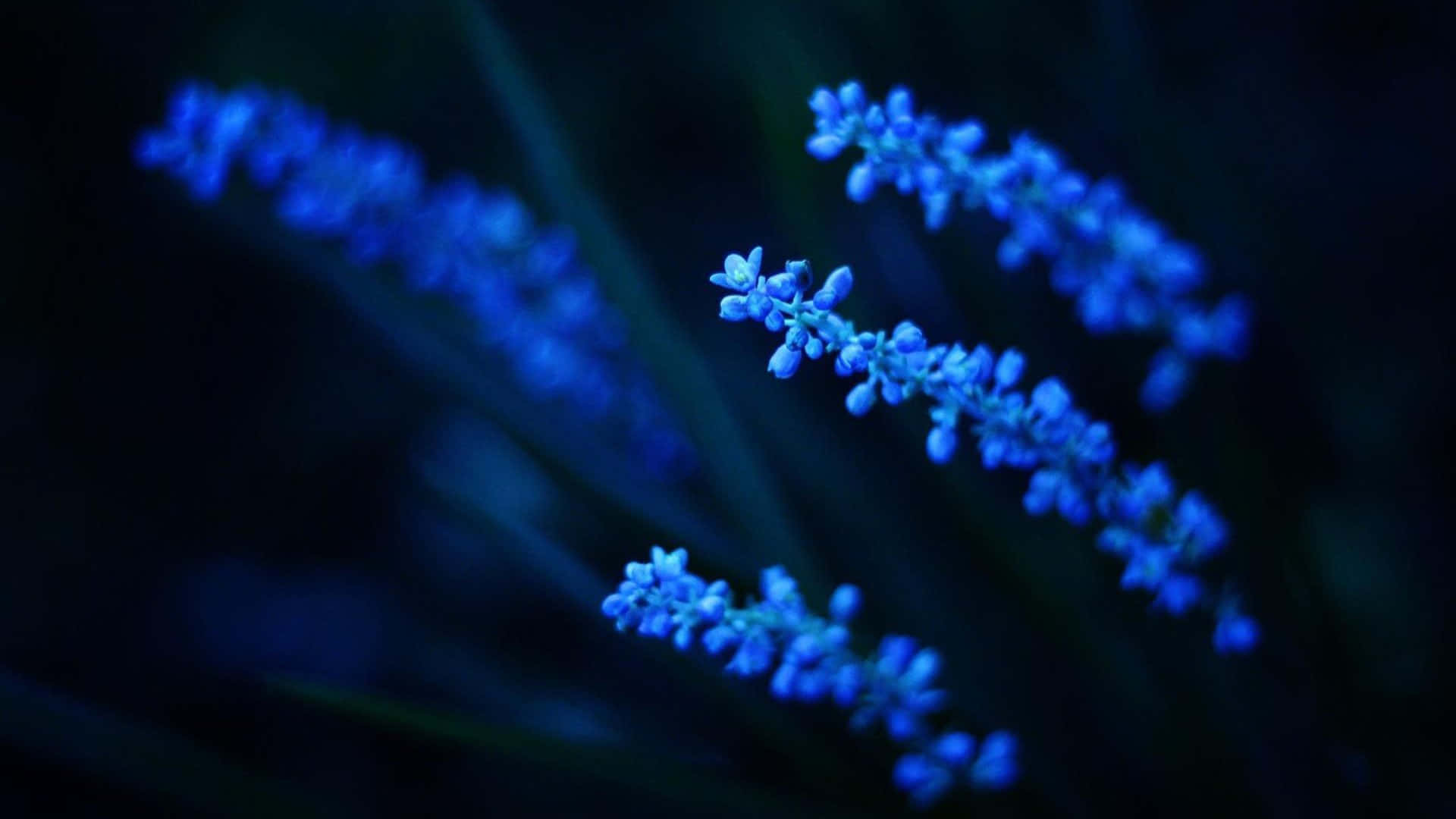 Blue Flower Desktop Glowing In The Dark Wallpaper