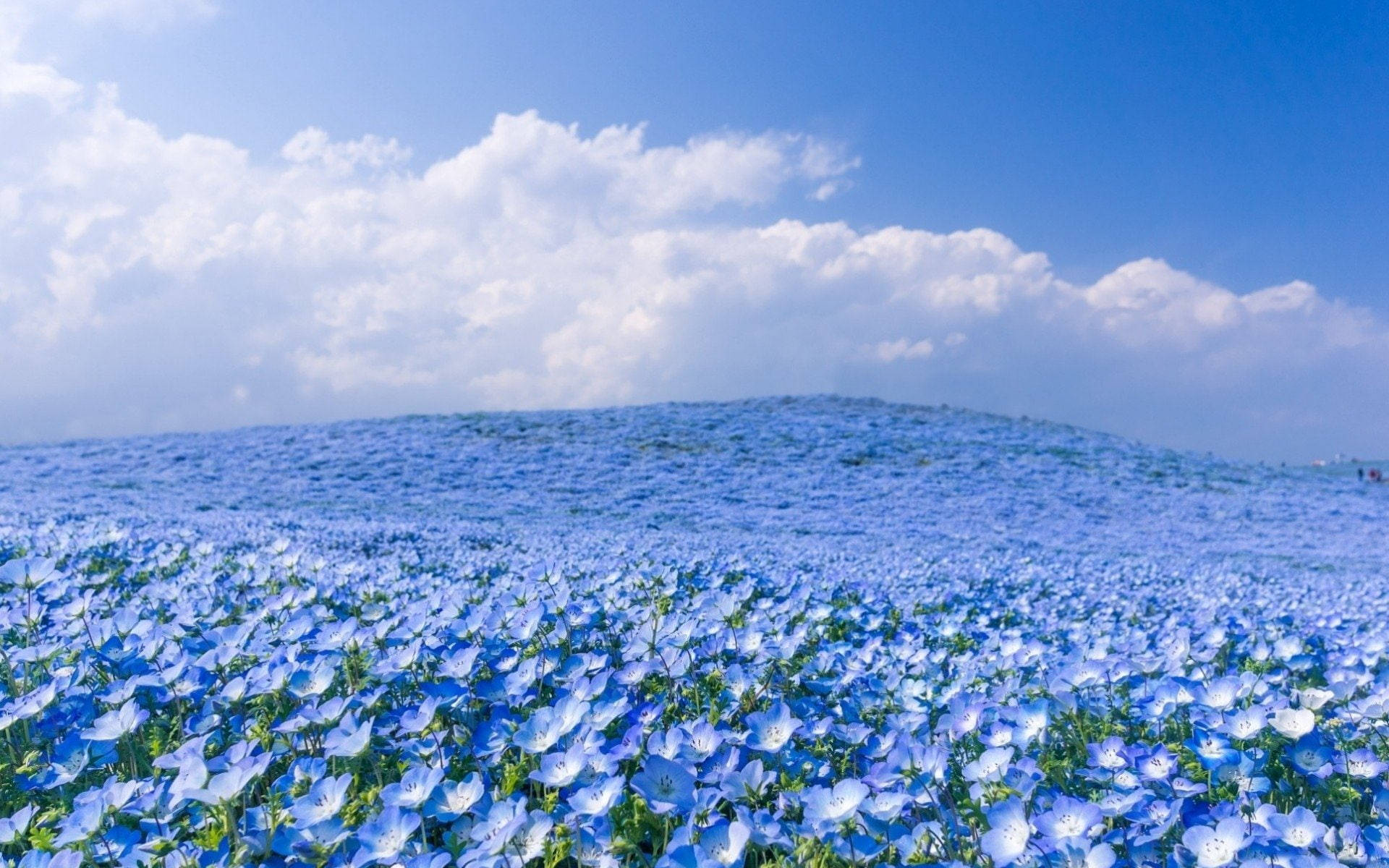 Blue Flower Field Blue Sky Wallpaper
