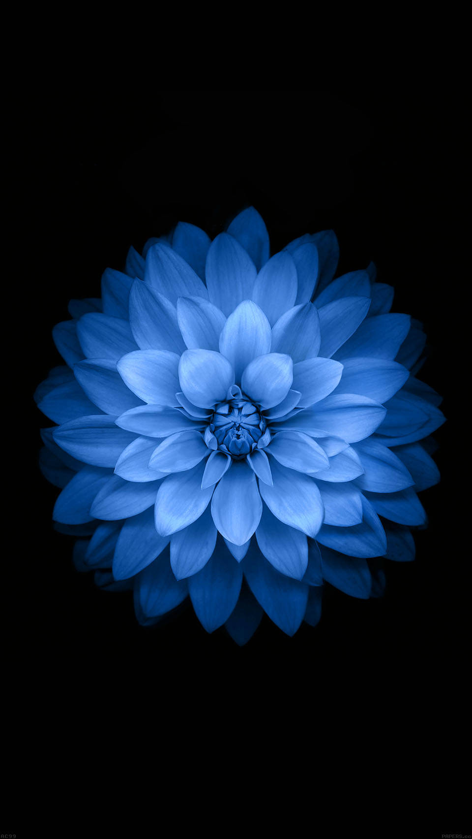 Blå Blomst iOS 6 Wallpaper