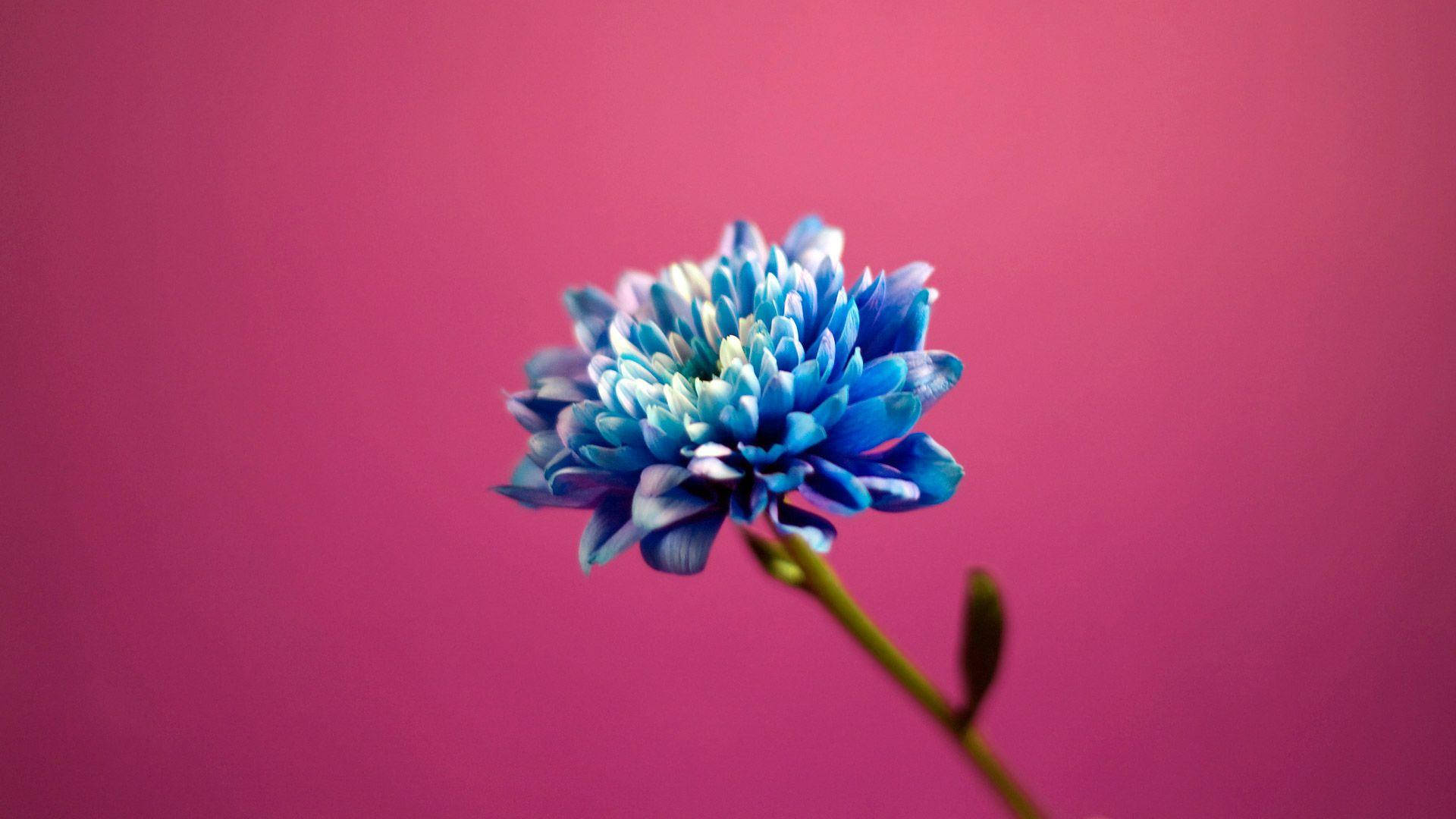 Blue Flower On Pink Wallpaper