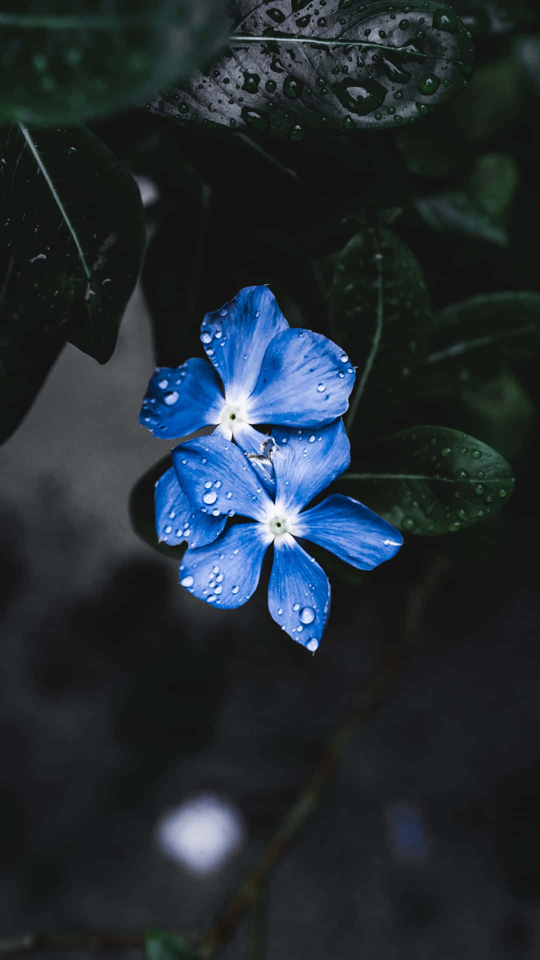 Two Blue Flowers Water Drops Picture