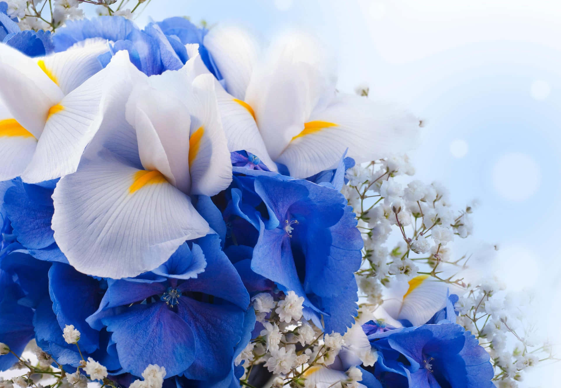 Hvid og blå blomst billede tapet