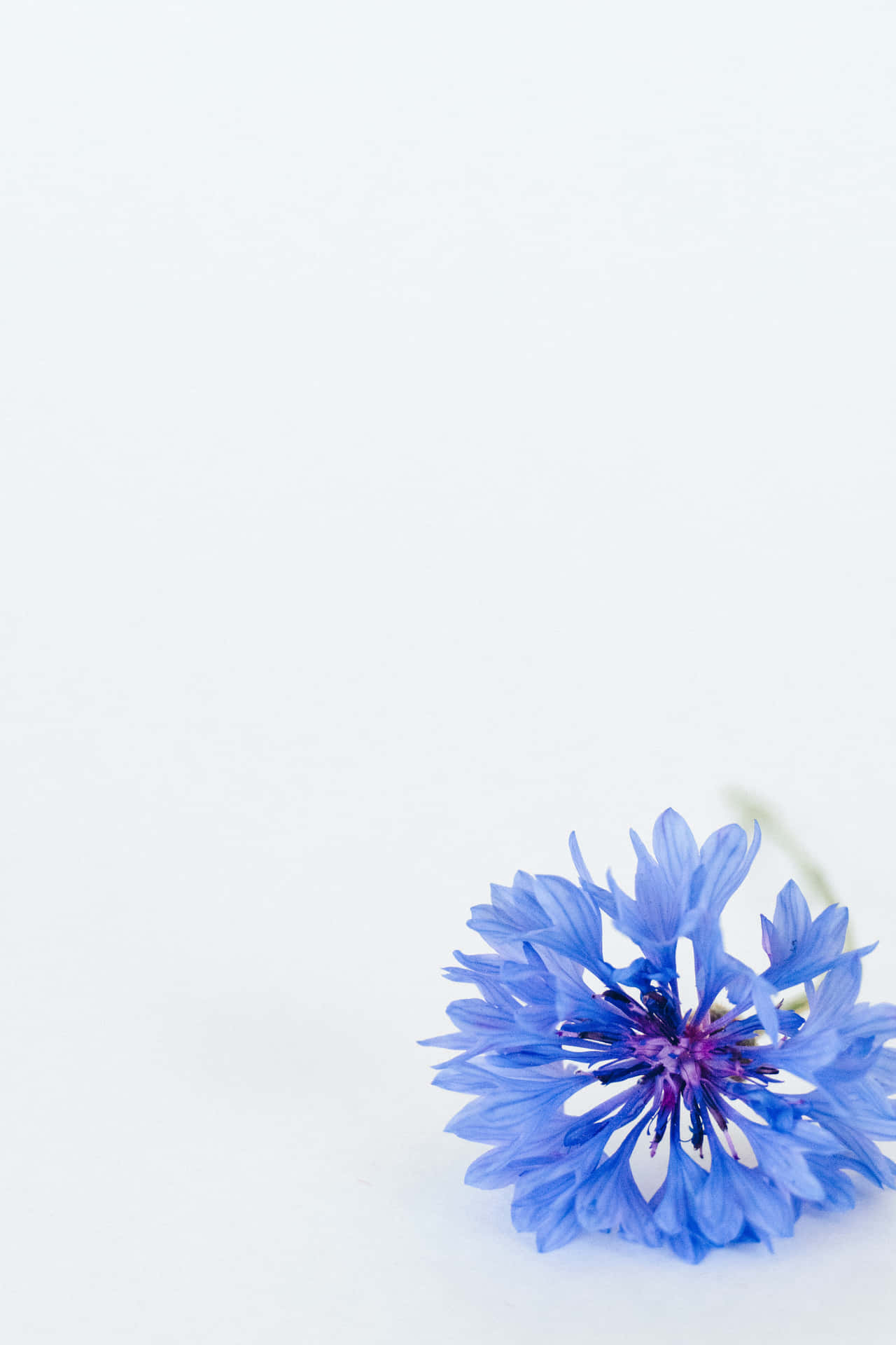 Cornflower Blue Flower White Picture