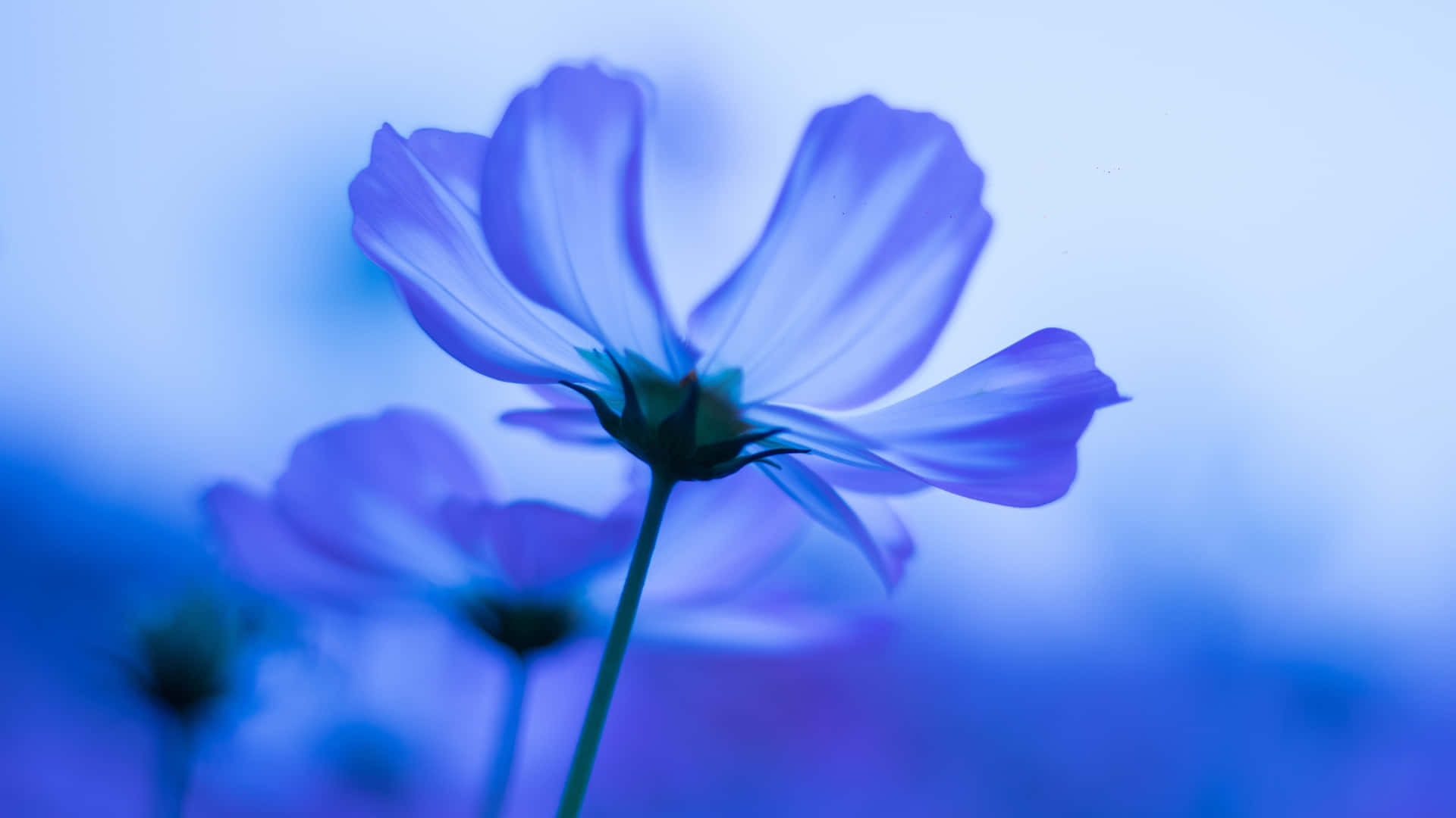 Cosmos Transparent Blue Flower Picture