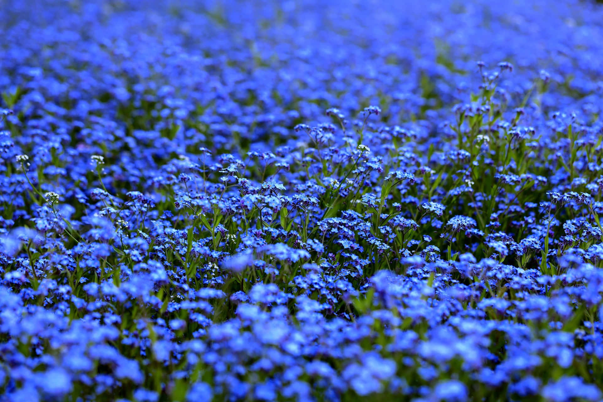 Scorpion Grasses Blue Flowers Picture
