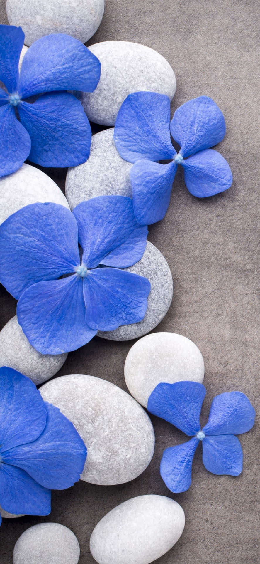 Blue Flowers White Stones Picture