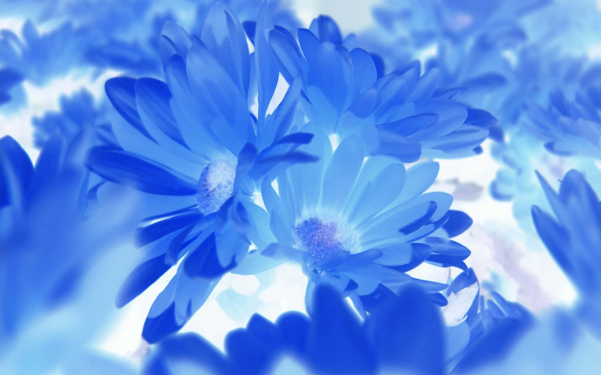 Transparent Light Blue Flowers Picture
