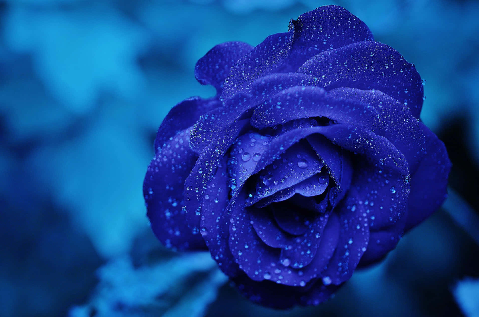 Blue Flower Rose With Water Bubbles Picture