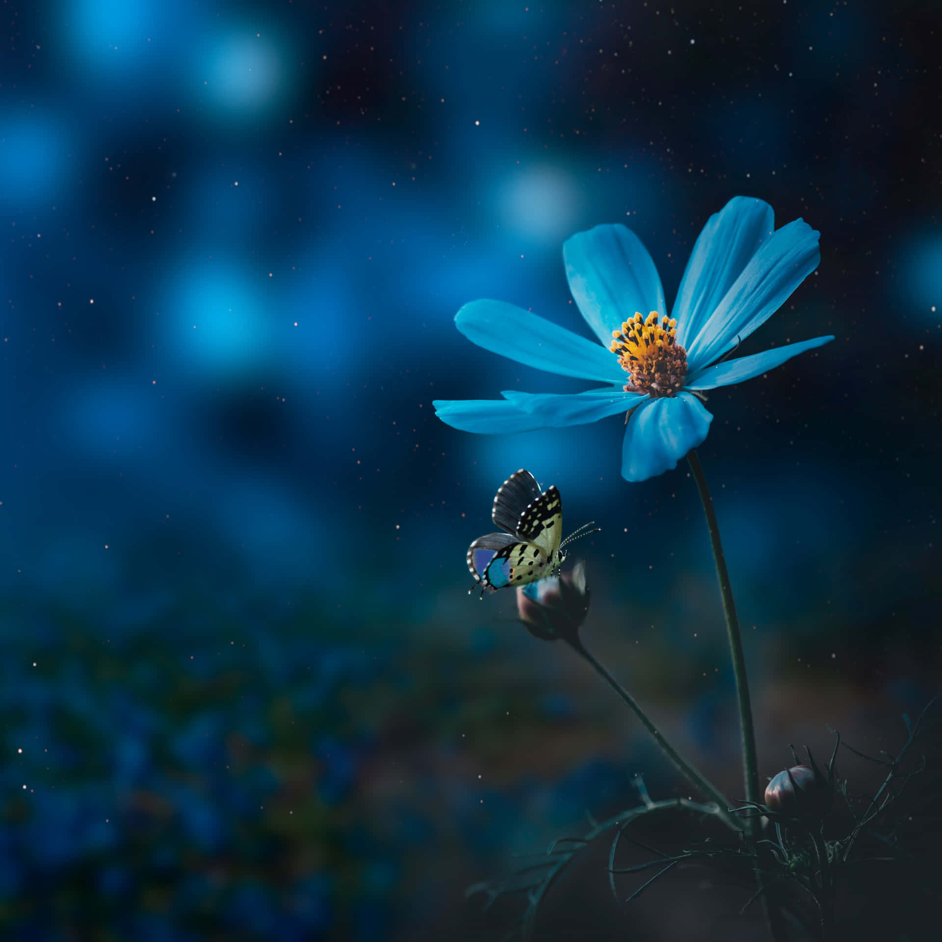 Blue Flower And Butterfly Picture