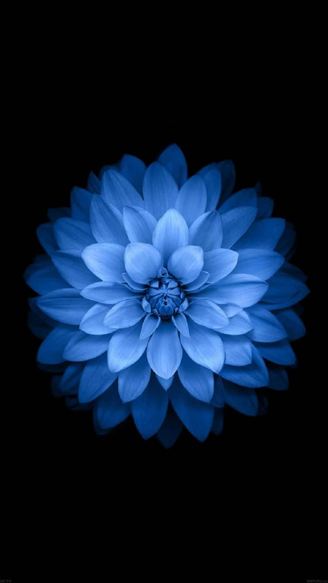 Imagemde Flor Azul Dahlia Pinnata Para Papel De Parede De Computador Ou Celular.