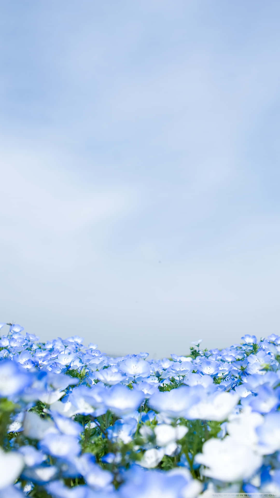 Garden Of Crystal Blue Flowers Picture
